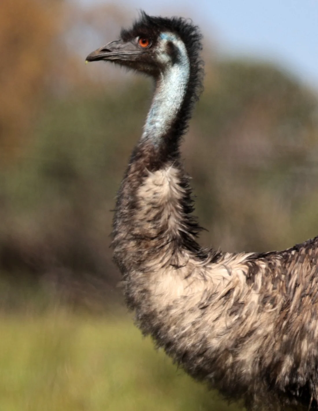 Emu (Dromaius novaehollandiae) Mt Frankland NP - Western Australia (60).jpg