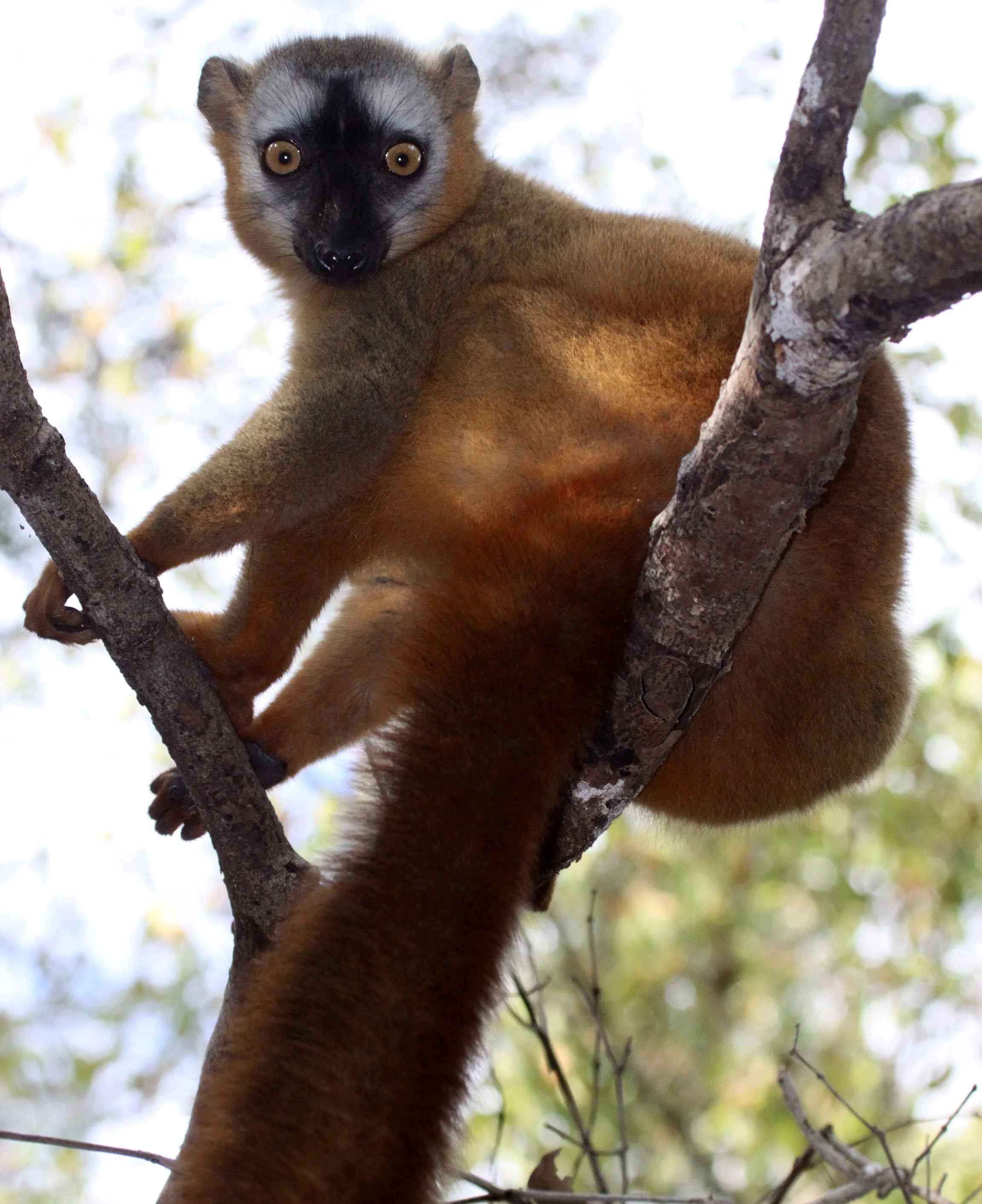 LEMURIDAE - Eulemur rufus -  RUFOUS BROWN LEMUR - KIRINDY NATIONAL PARK MADAGASCAR (15).JPG