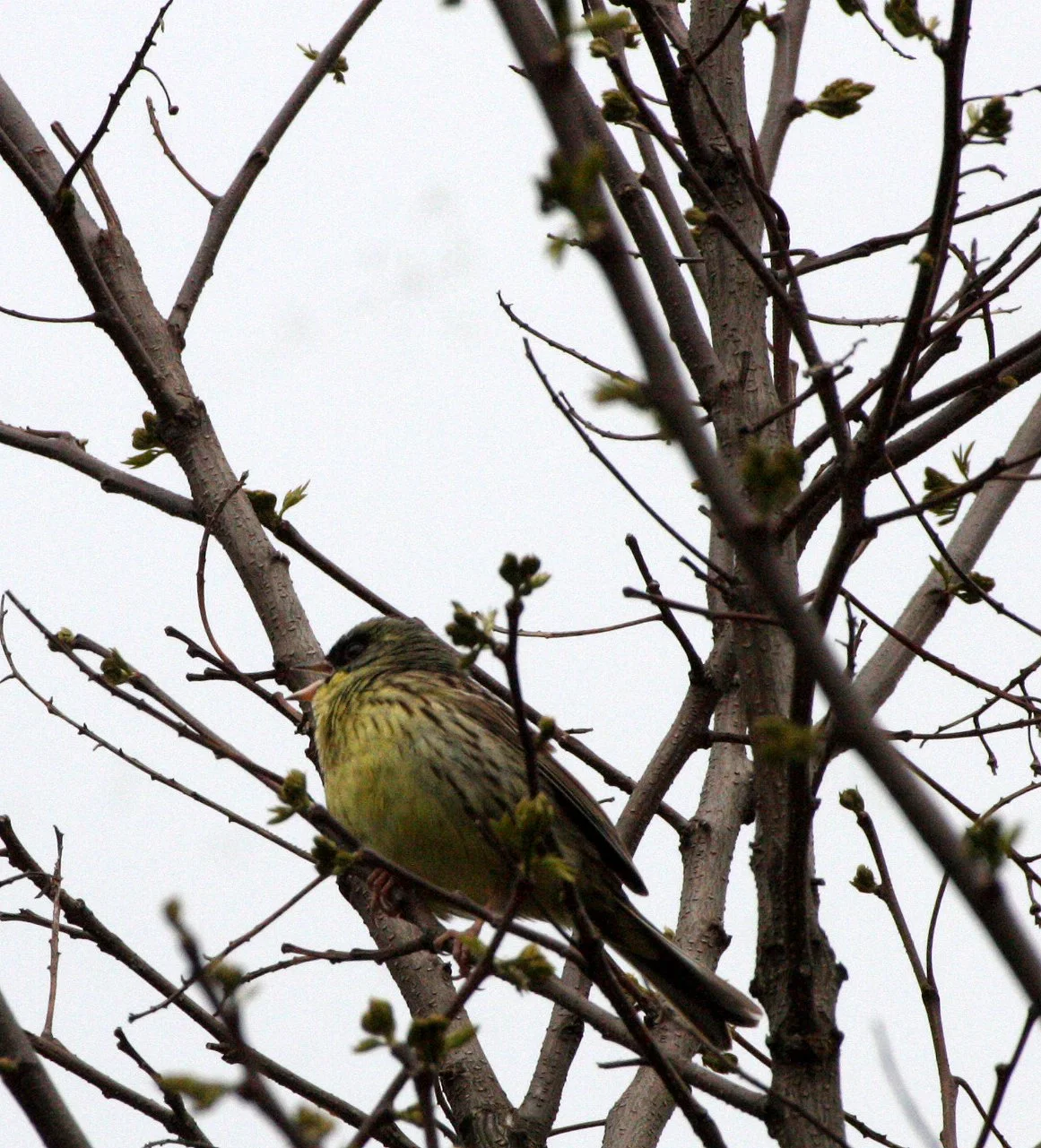 Eurasian Siskin (Spinus spinus) Shimokita Peninsula, Kawauchi Japan (8).JPG
