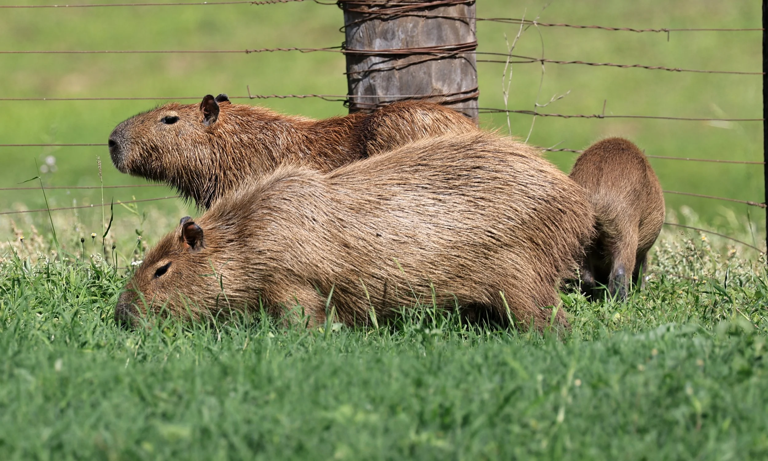Capybara (Hydrochoerus hydrochaeris) Loma Plata Paraguay - Brunnen Strasse (29).jpg