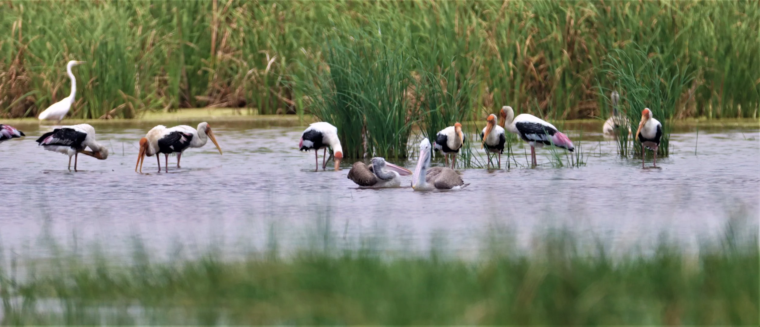 STORK - PAINTED STORK - Mycteria leucocephala -  CHACHOENGSAO EAST OF RIVER NORTH OF TOLLWAY GATE (13).jpg
