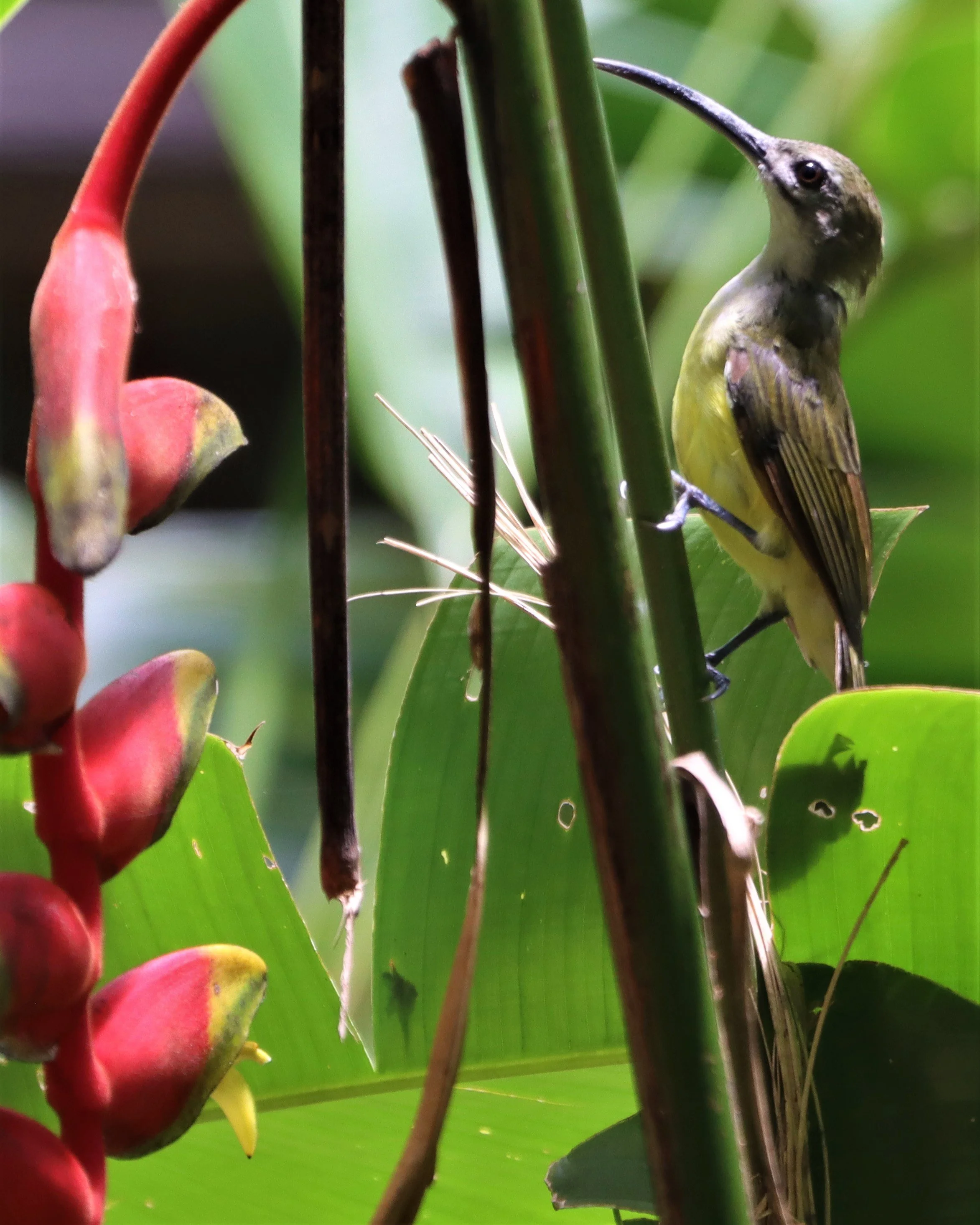 SPIDERHUNTER - LITTLE SPIDERHUNTER - Arachnothera longirostra - BAAN MAKA PETCHABURI (4).jpg