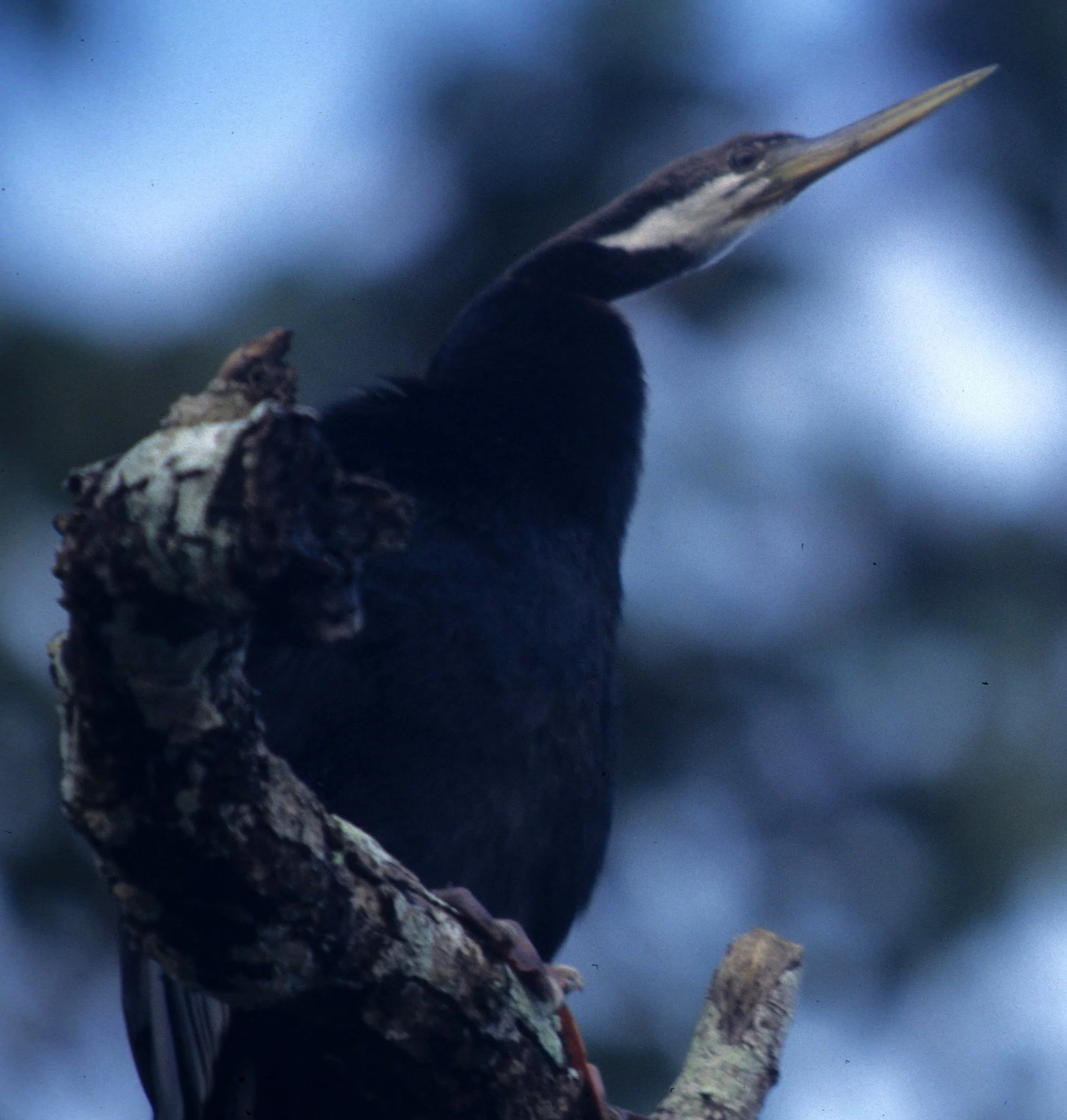 BIRD - DARTER - KAKADU NP D.jpg