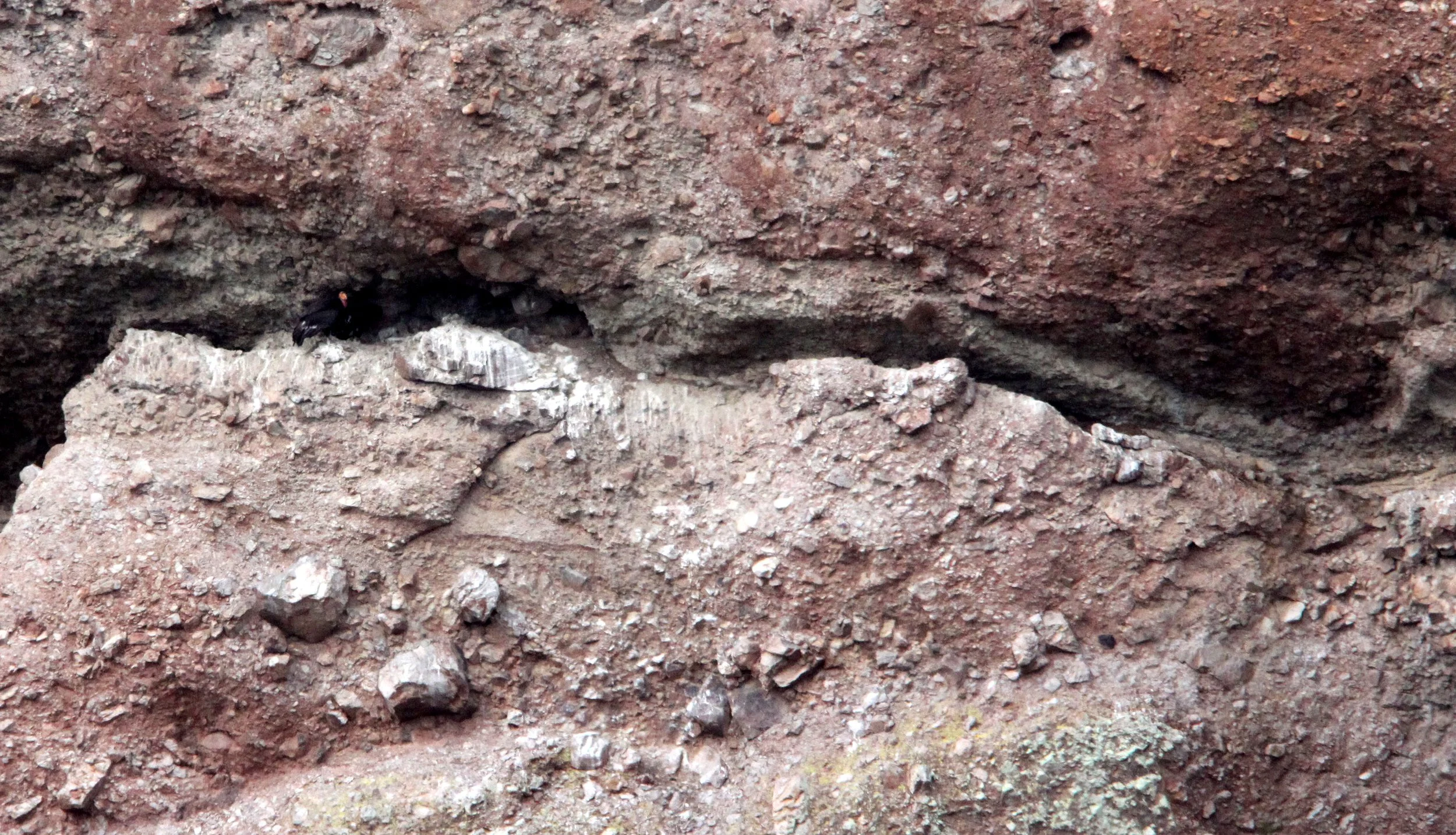 Gymnogyps californianus - CALIFORNIA CONDOR - PINNACLES NATIONAL MONUMENT CALIFORNIA (21).JPG