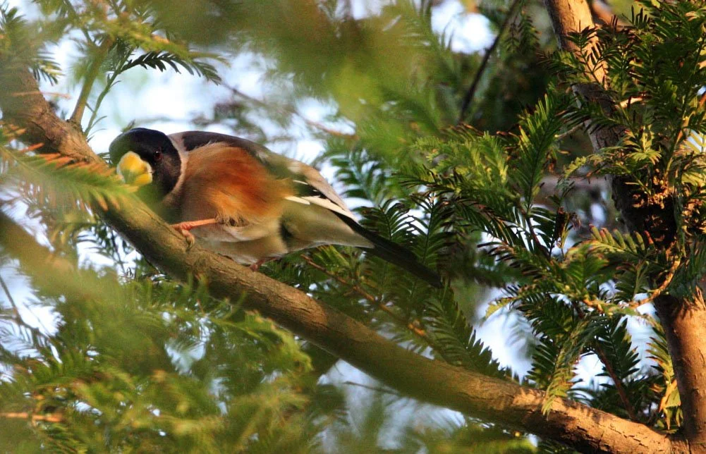 Chinese Grosbeak (Eophona migratoria) Nankou Rudong China (10).JPG