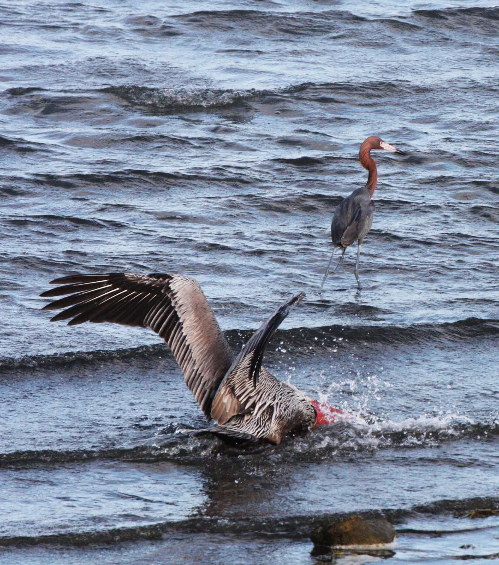 Pelecanus occidentalis - BROWN PELICAN - SAN IGNACIO LAGOON BAJA MEXICO (67).JPG