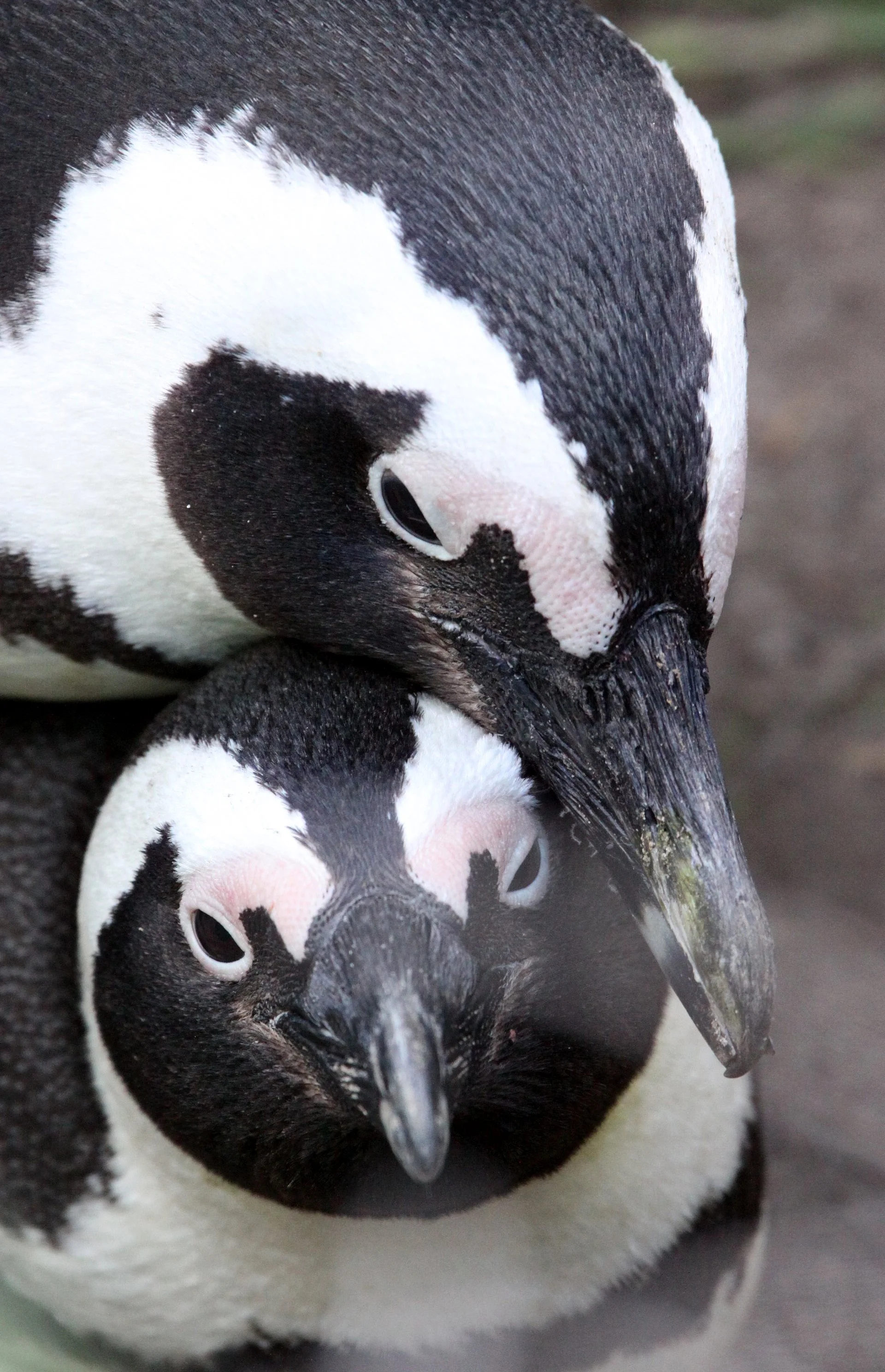 Jackass or African Penguin (Spheniscus demersus) Simon's Town Rookery, Table Mountain NP South Africa (11).JPG