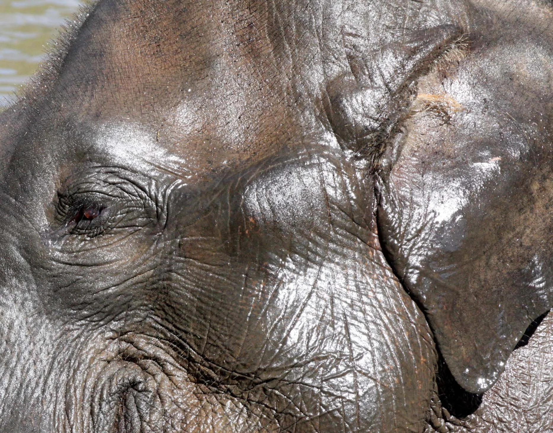2008 Lampang City & Elephant Center (108).JPG