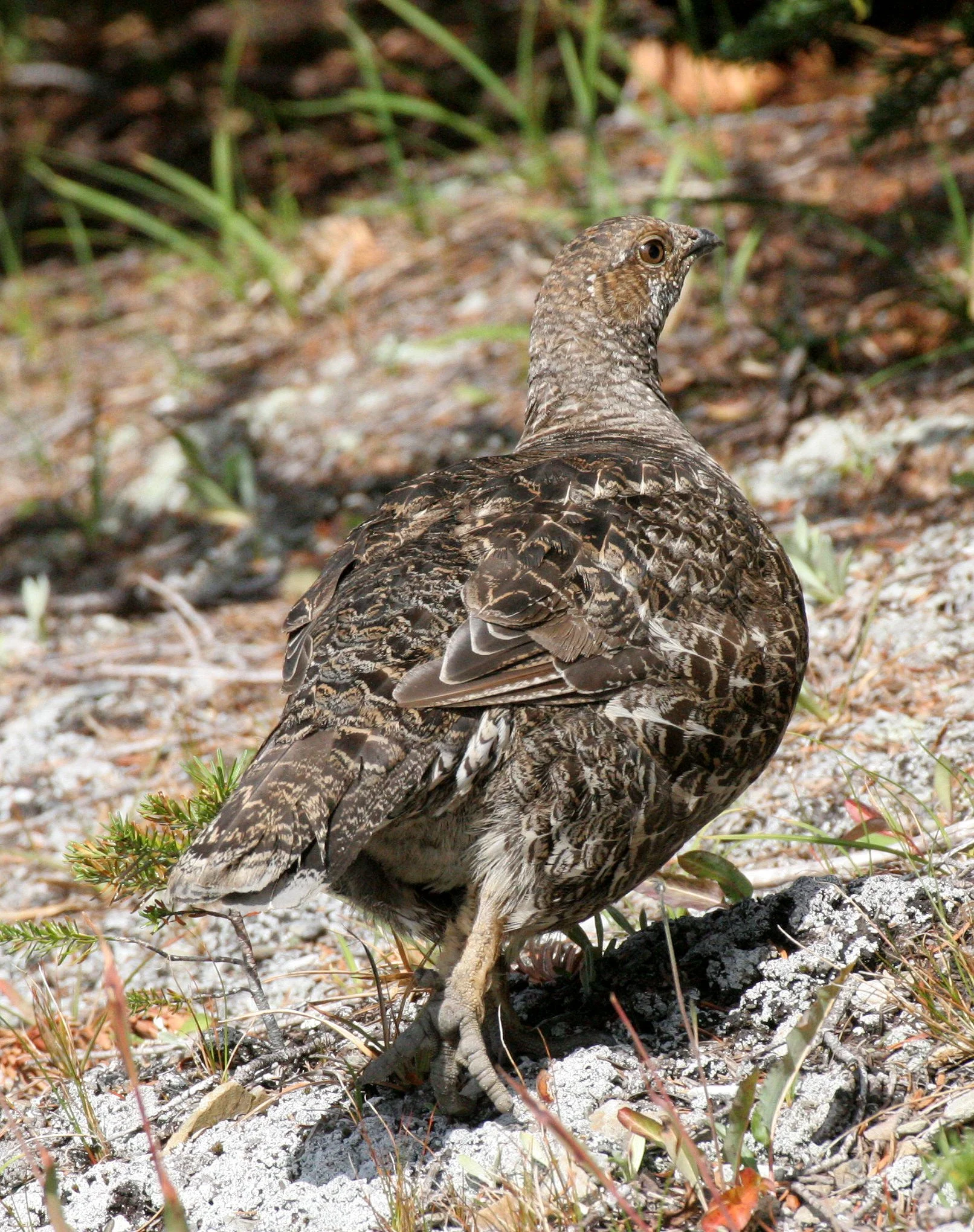 BIRD - GROUSE - BLUE-GROUSE - OLYMPIC NATIONAL PARK (14).JPG