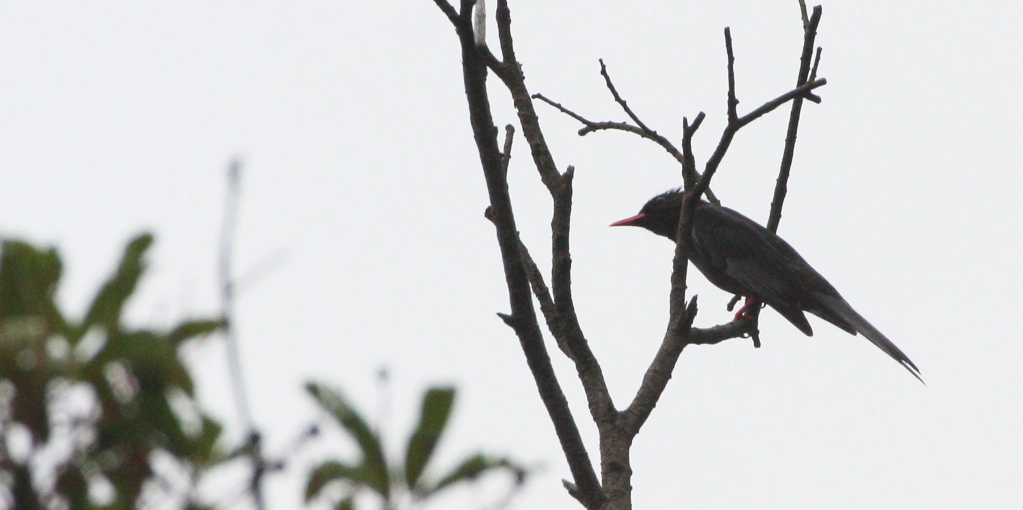Black Bulbul (Hypsipetes leucocephalus) Taiwan  (3).JPG