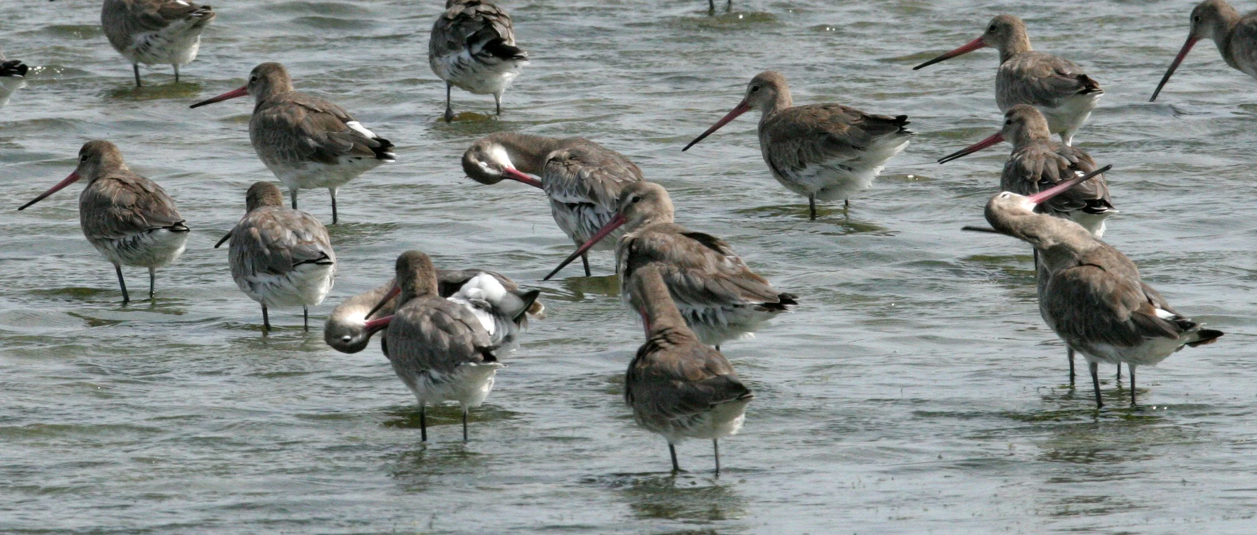 GODWIT - BLACK-TAILED GODWITS - Limosa limosa - PETCHABURI PROVINCE, PAK THALE, THAILAND (25).JPG