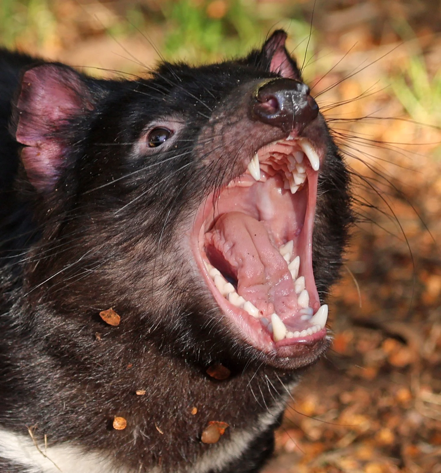 Tasmanian Devil (Sarcophilus harrisii) Cradle Mountain NP - Tasmania 