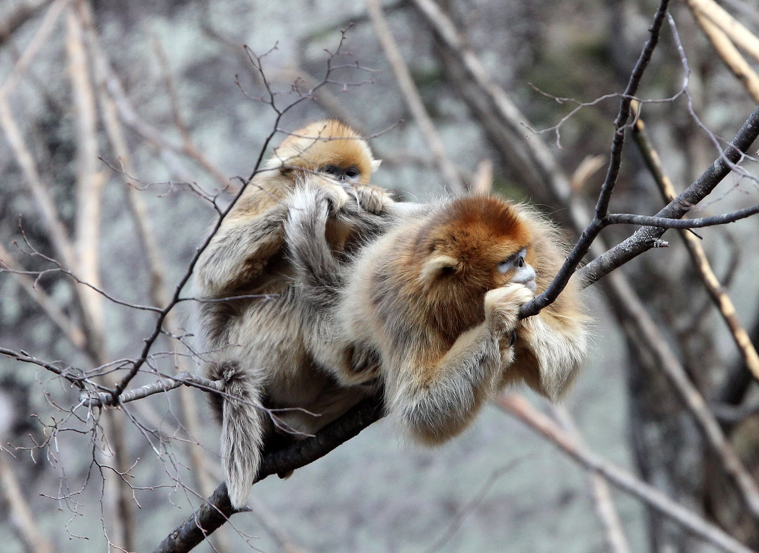 CERCOPITHECIDAE - Rhinopithecus roxellana qinlingensis - QINLING GOLDEN SNUB-NOSED MONKEY - FOPING NATURE RESERVE, SHAANXI CHINA (50).JPG