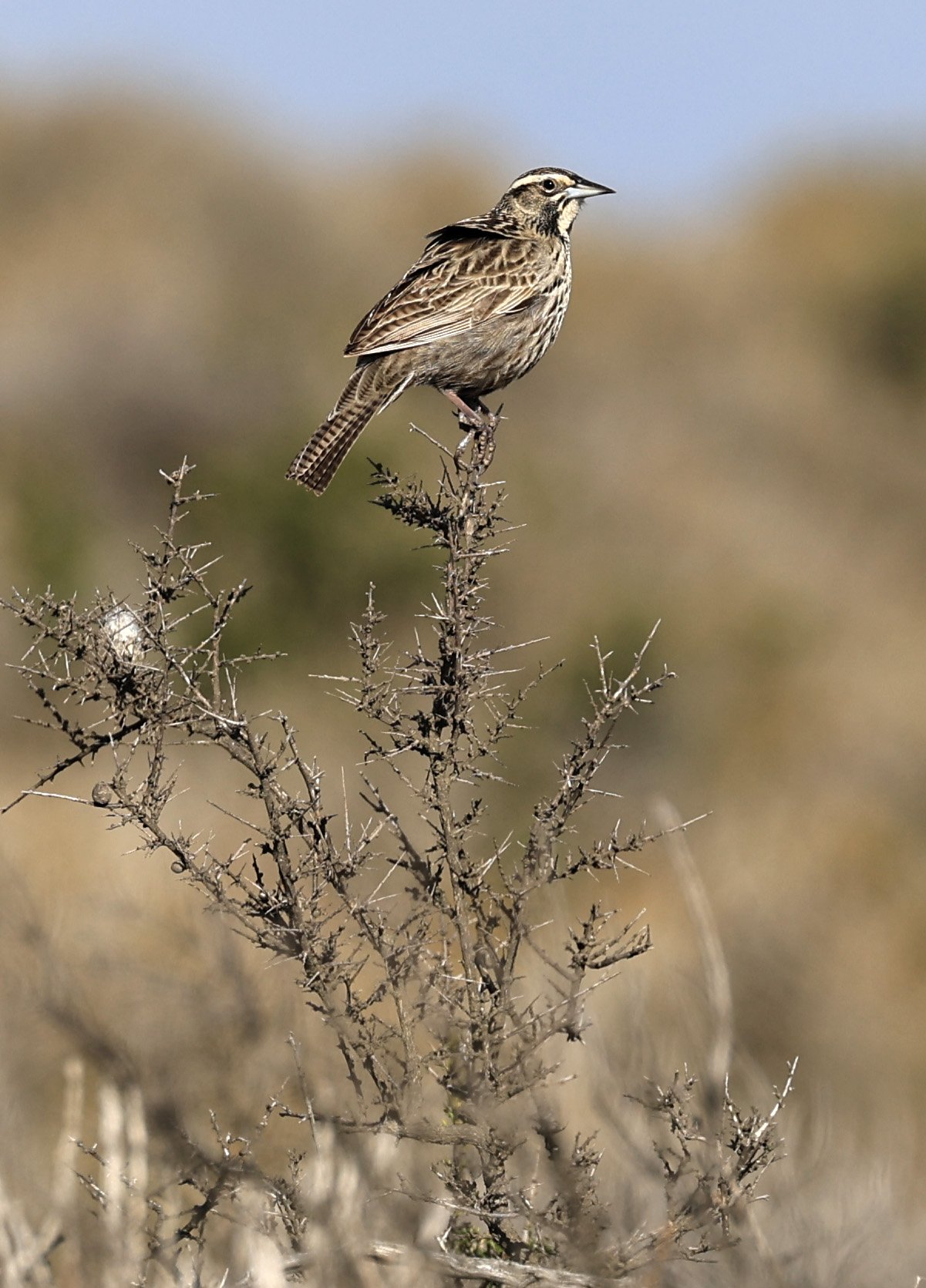 Long-tailed Meadowlark (Leistes loyca) Valdes Peninsula, Chubut Province, Argentina Day 2 (8).jpg