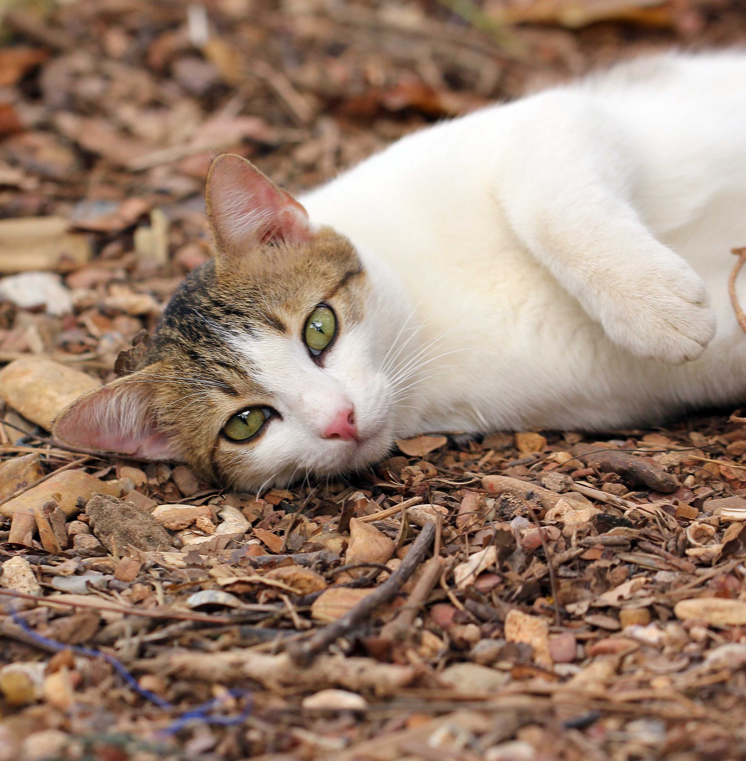 2015 Koh Lanta Songkran with friends from ISB (404).JPG