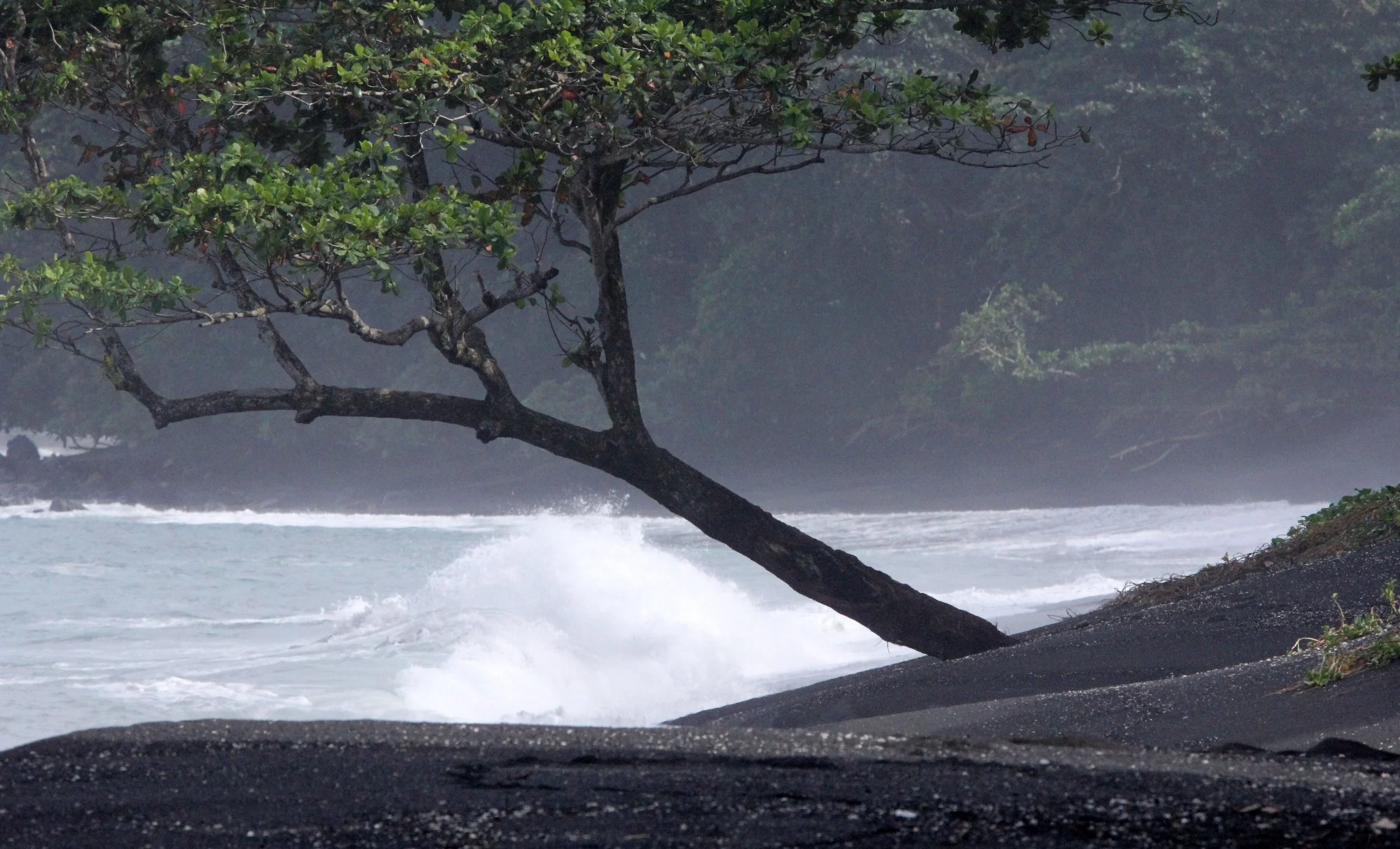 TANGKOKO NATIONAL PARK SULAWESI INDONESIA (69).JPG