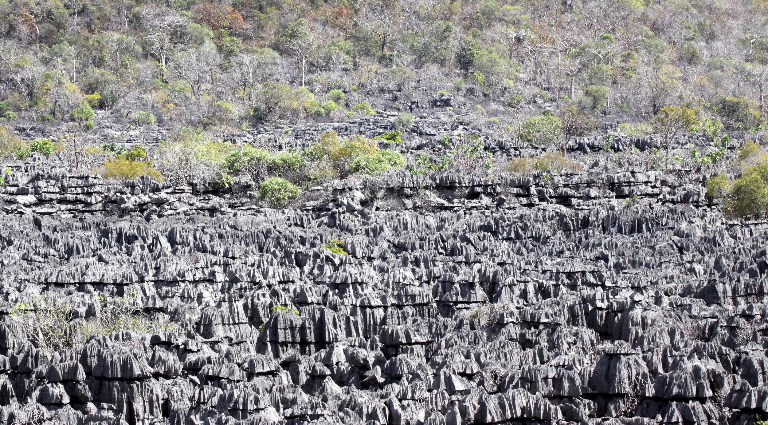 ANKARANA NATIONAL PARK MADAGASCAR - TSINGY FOREST (25).JPG
