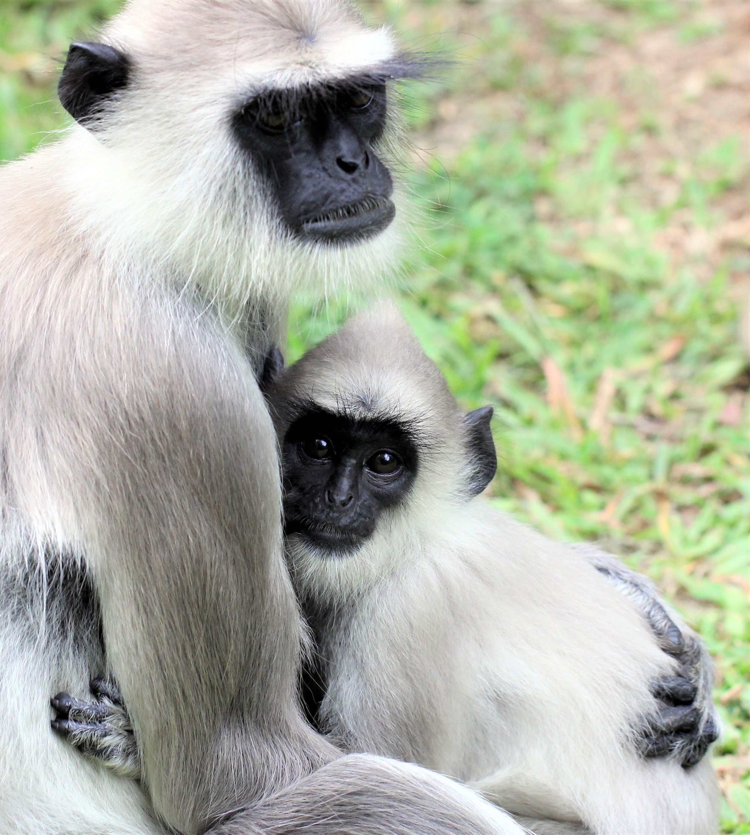 CERCOPITHECIDAE - Semnopithecus priam thersites - SRI LANKAN GRAY (TUFTED) LANGUR - SRIGIRIYA FOREST AND FORTRESS AREA SRI LANKA aa1.jpg