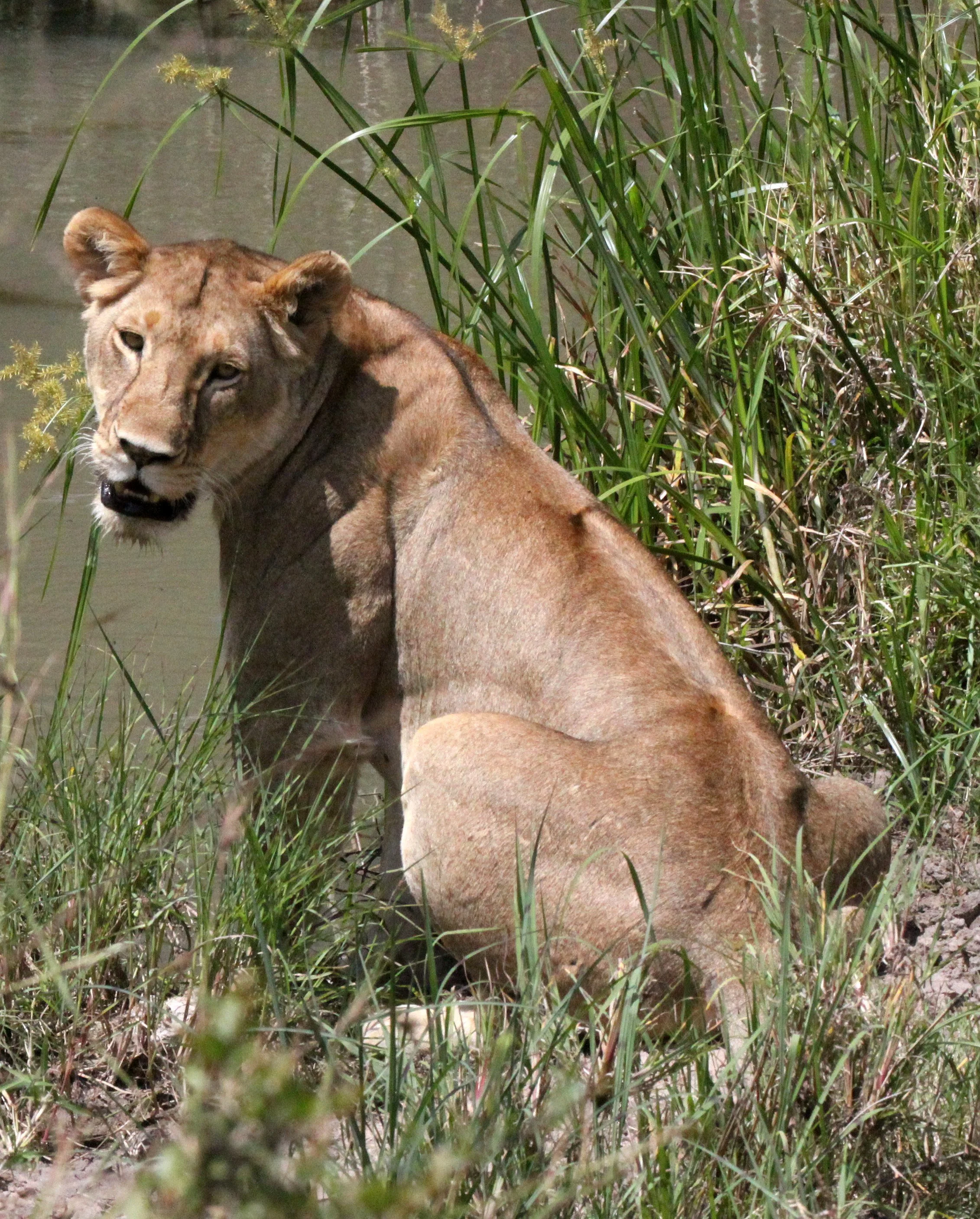 Panthera leo melanochaita - AFRICAN  LION - MASAI MARA NATIONAL PARK KENYA (303).JPG
