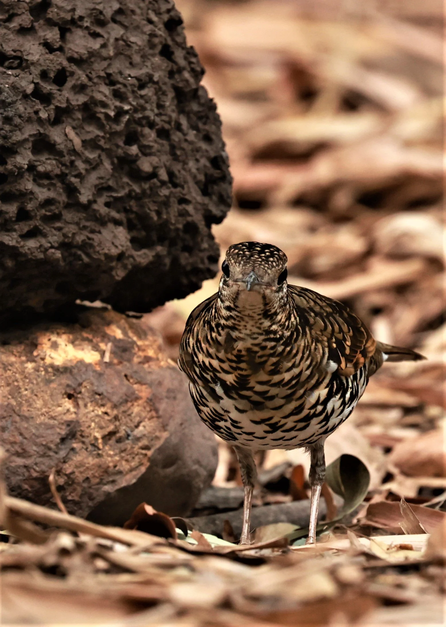 White's Thrush (Zoothera aurea) Putthamonthon Park Nakhon Pathom Thailand (9).jpg