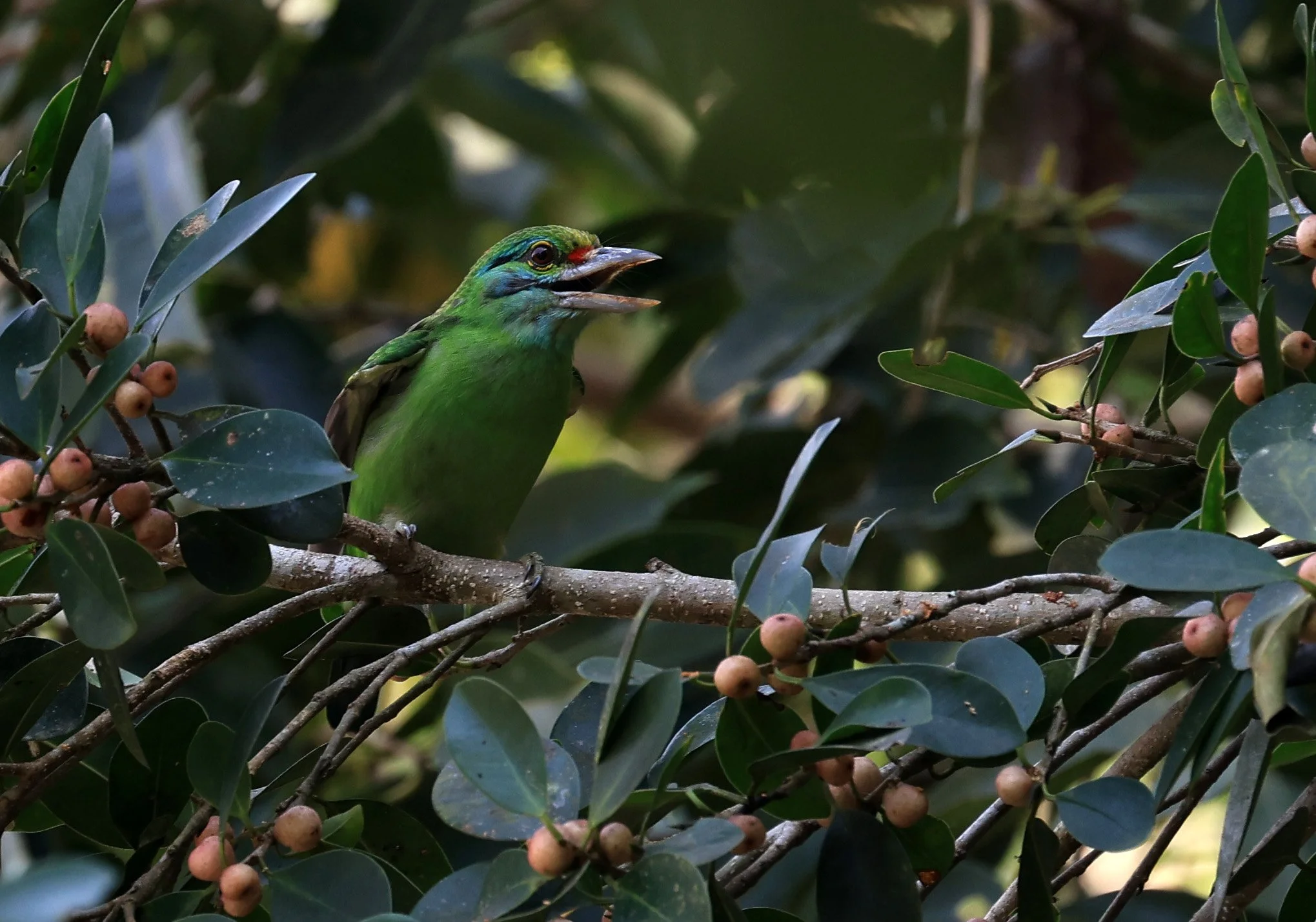 Moustached Barbet (Psilopogon incognitus) Khao Yai National Park Feb 2026 Day 2 (13).jpg