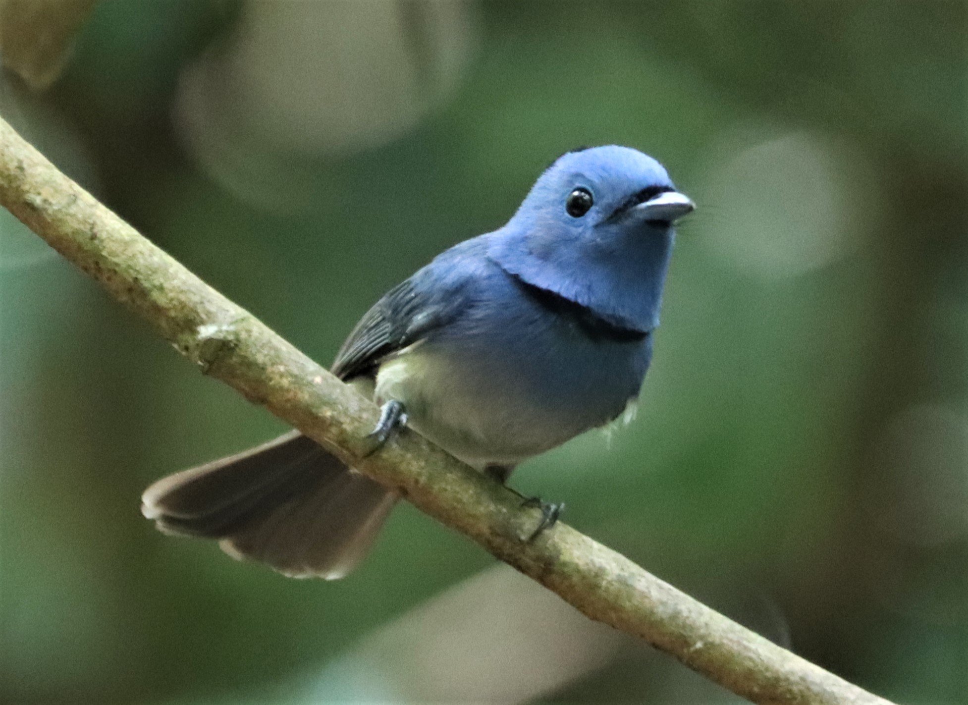 MONARCH - BLACK-NAPED MONARCH - LUNG SIN HIDE KAENG KRACHAN (6).jpg