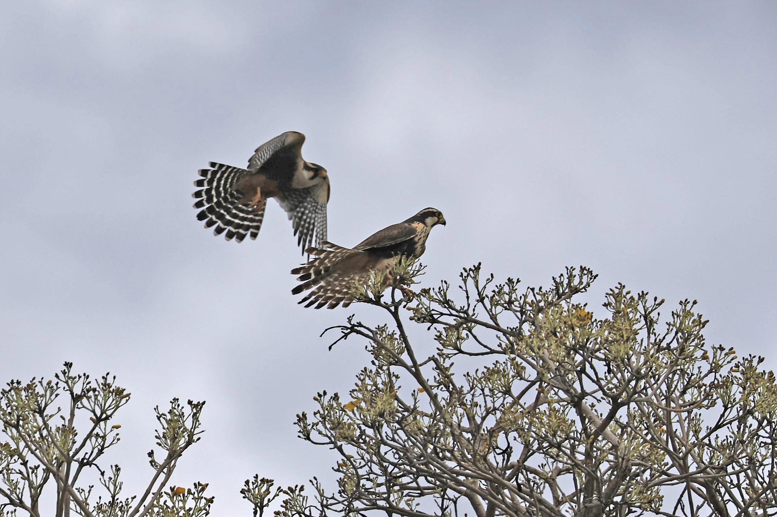 Aplomado Falcon (Falco femoralis) Estancia Campo'i Paraguay (138).jpg