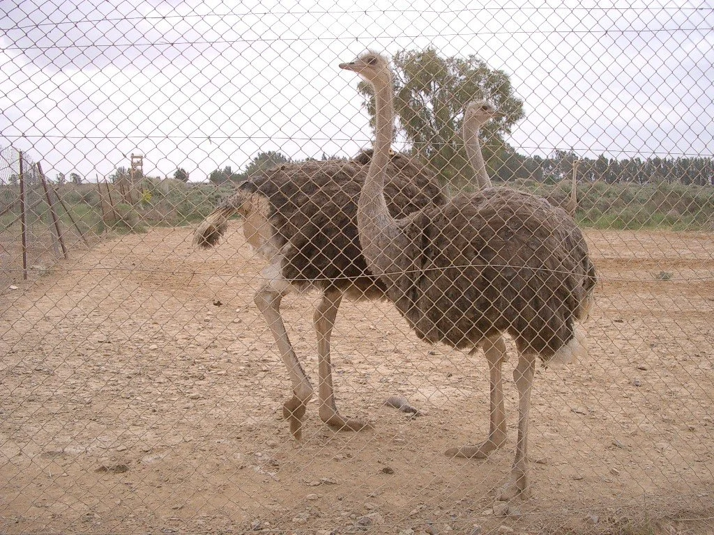 SHAUMARI CAPTIVE BREEDING CENTER (7).JPG