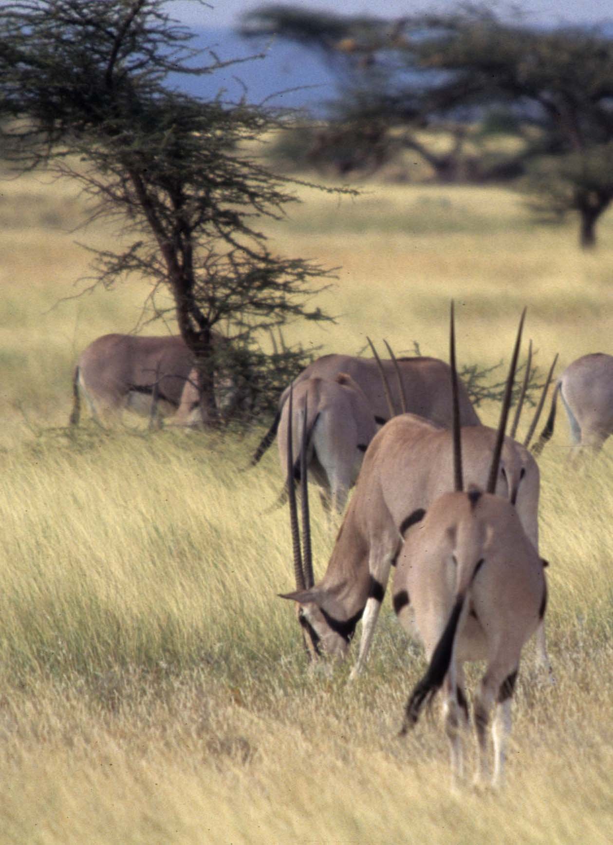 BOVID - ORYX - BEISA - SHABA (4).jpg