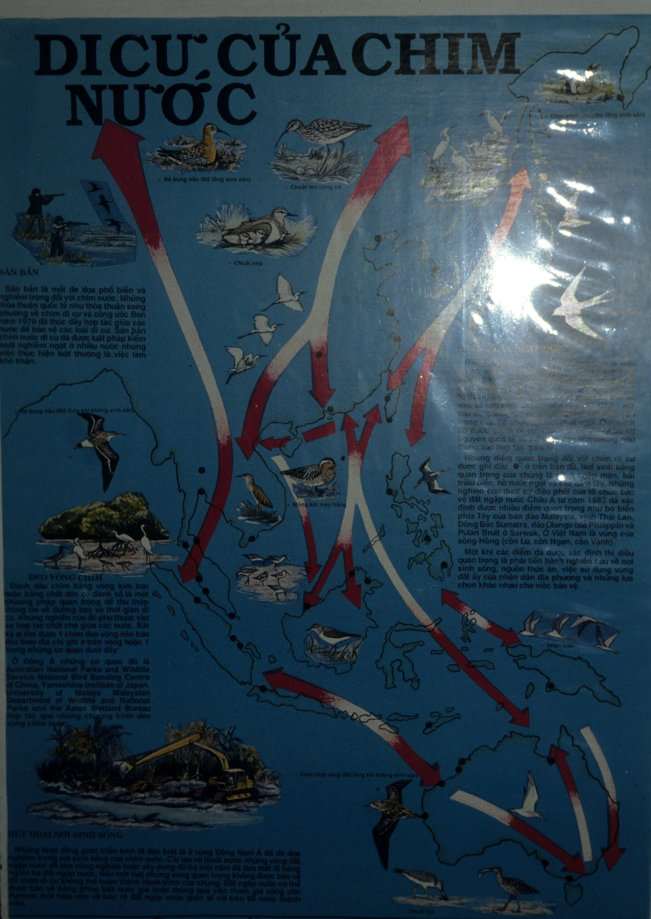 BIRD - FLYWAY MAP.jpg