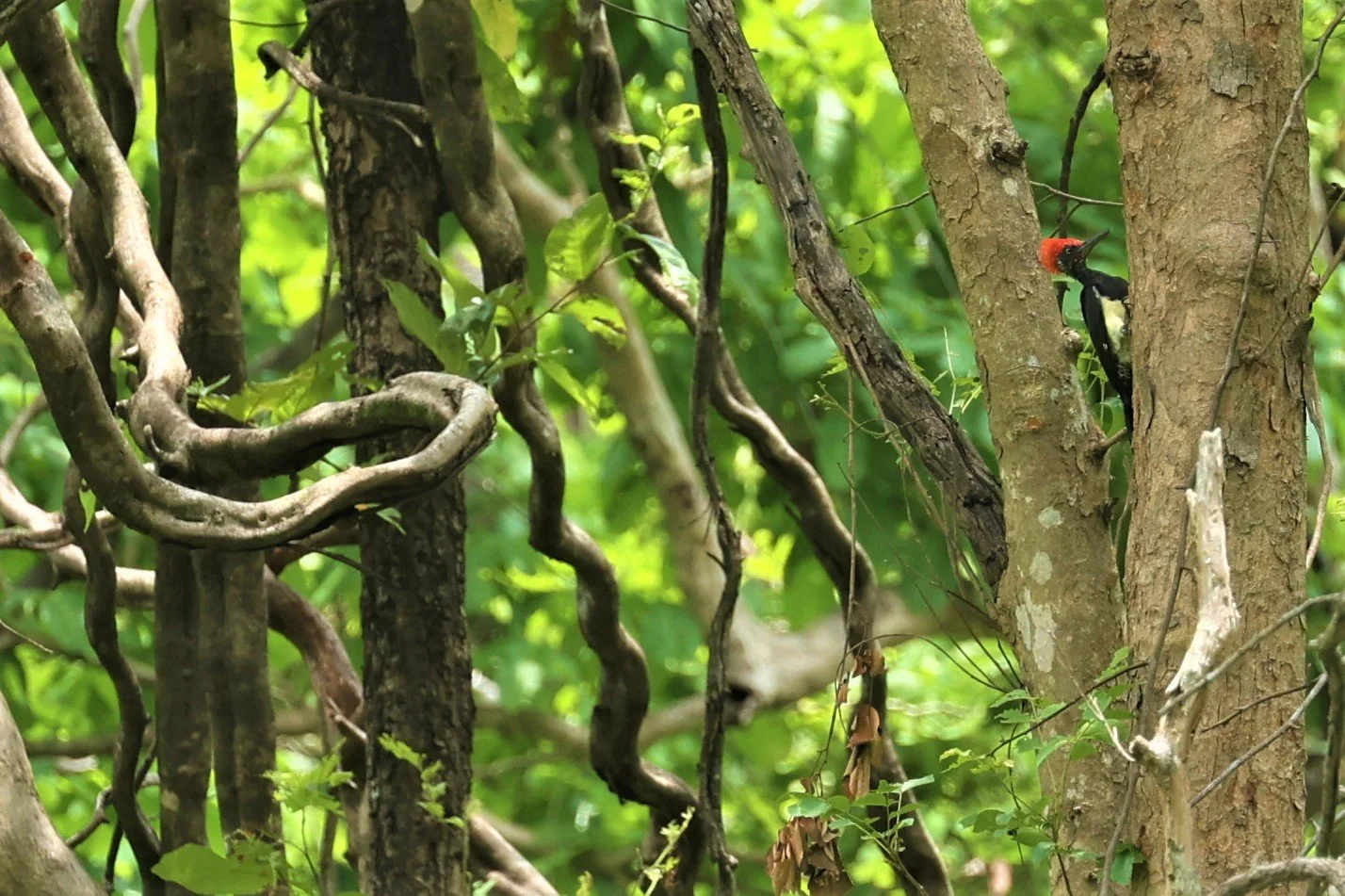 WOODPECKER - WHITE-BELLIED WOODPECKER - Dryocopus javensis - HUAI KHA KHAENG WILDLIFE SANCTUARY MAY 1 2022 (5).jpg