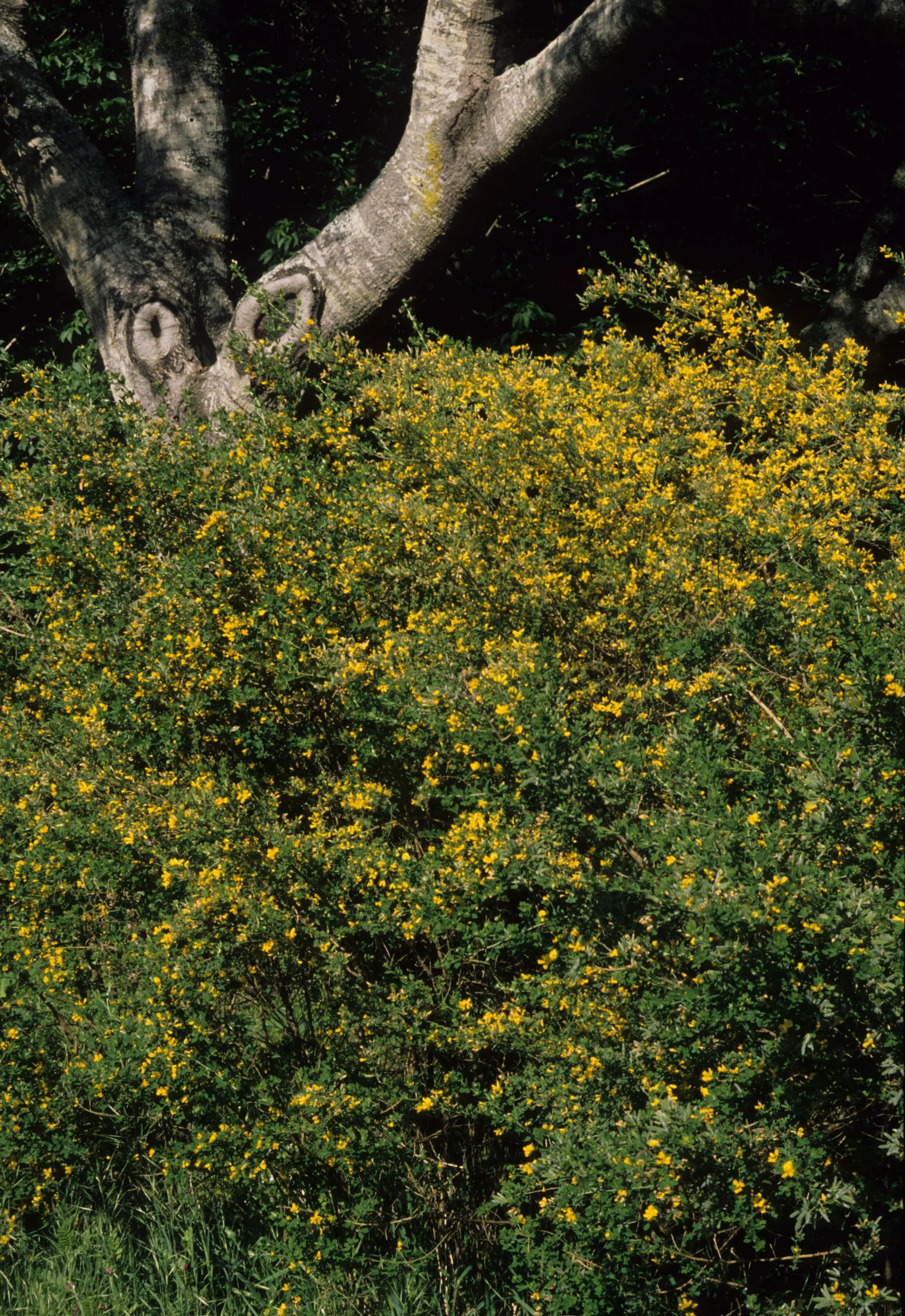 AMERICAN RIVER - SCOTCH BROOM - INTRODUCED INVASIVES.jpg