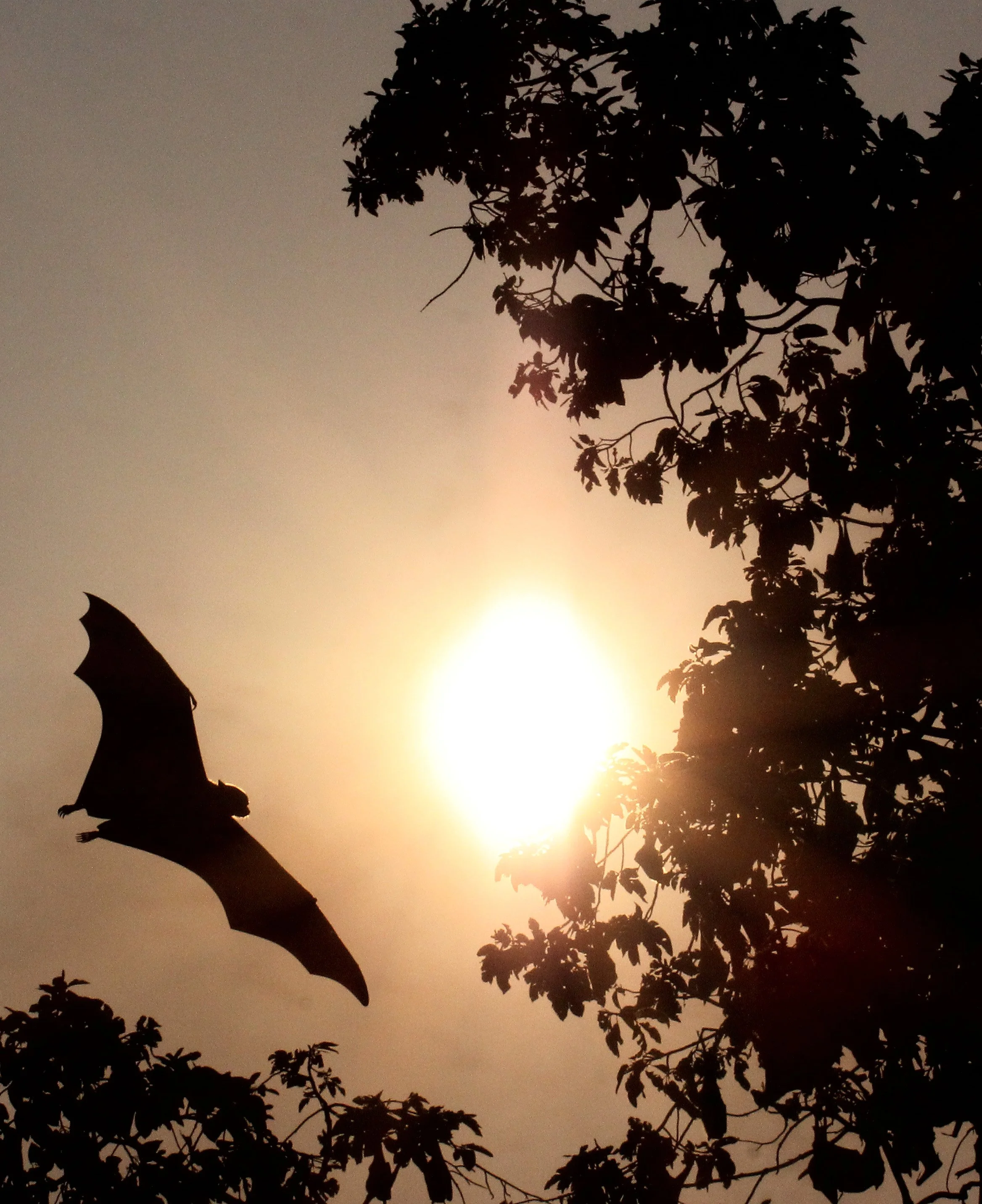 2016 Koh Lanta TheOtherSideVillas - Nature at our Home (44).JPG