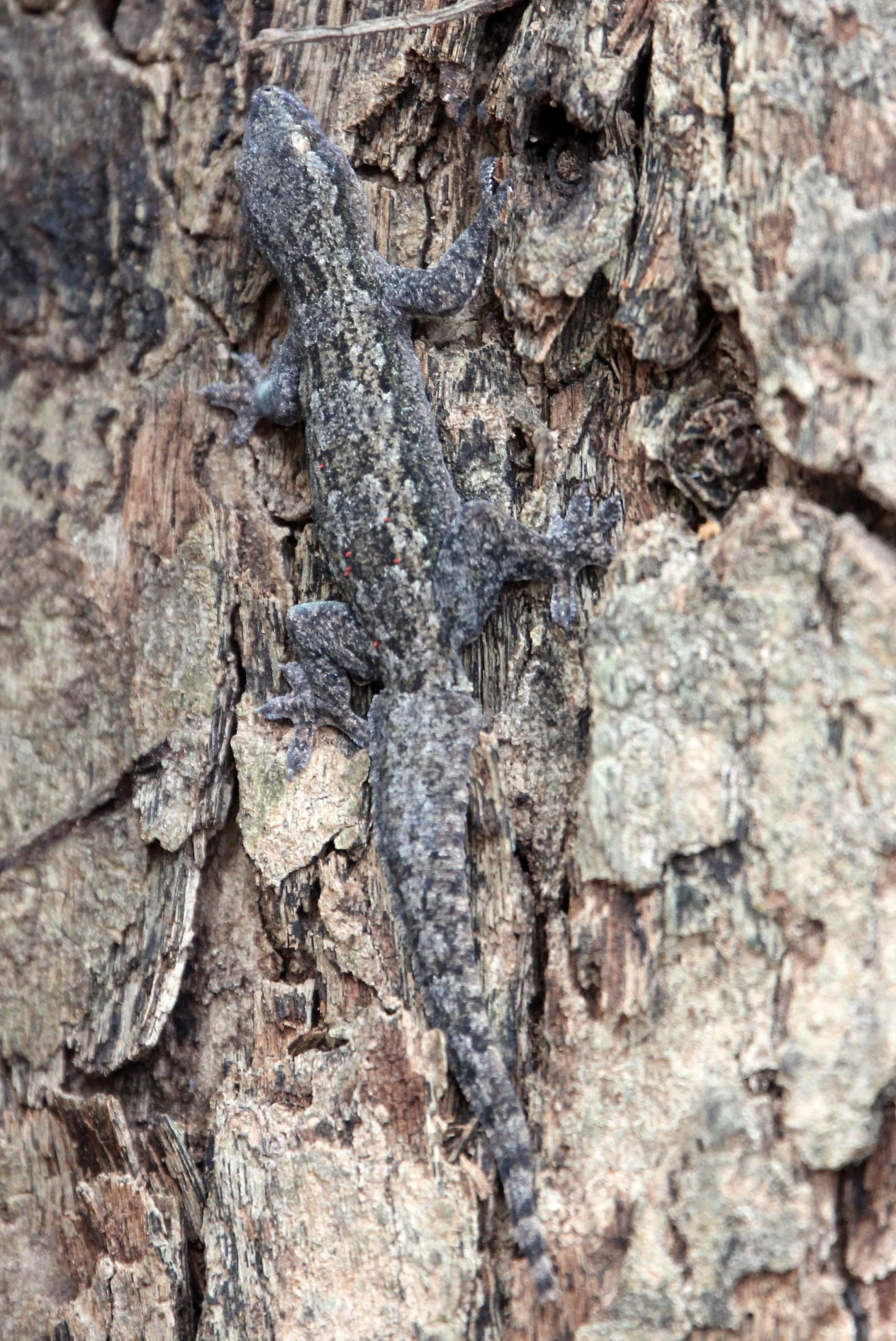 AYUTTHAYA PASSION DAY NOVEMBER 2013 (96).JPG