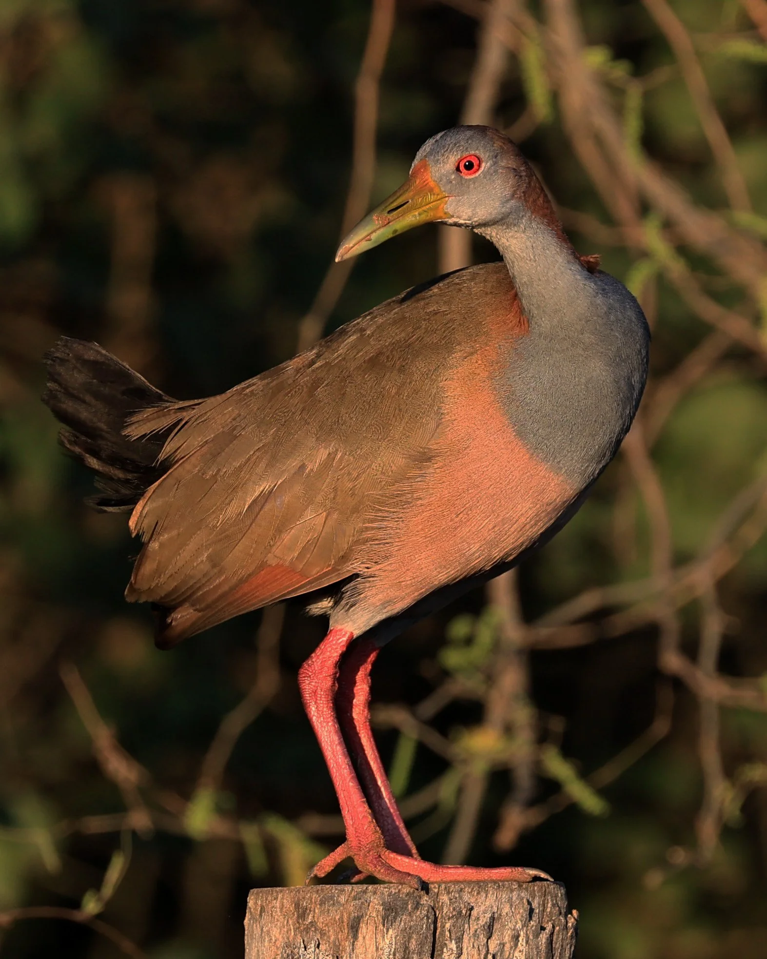 Gray-cowled wood-rail (Aramides cajaneus) Aurora Chaquena Reserve, Neuland Mennonite Colony Paraguay (2).jpg