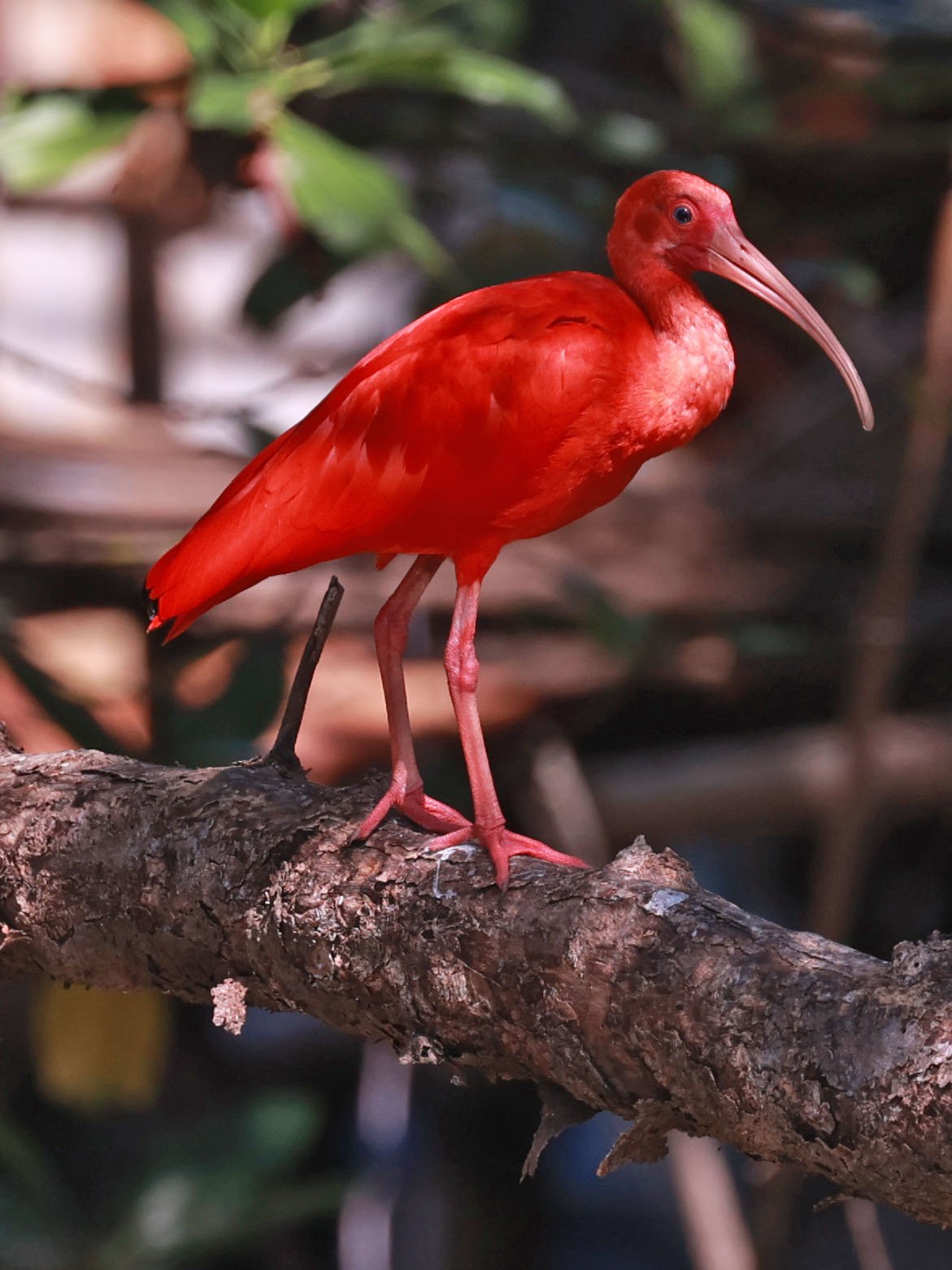 Ibis - Scarlet Ibis - Eudocimus ruber - 29 Songkaow Cafe, Chachoengsao Thailand (129).jpg