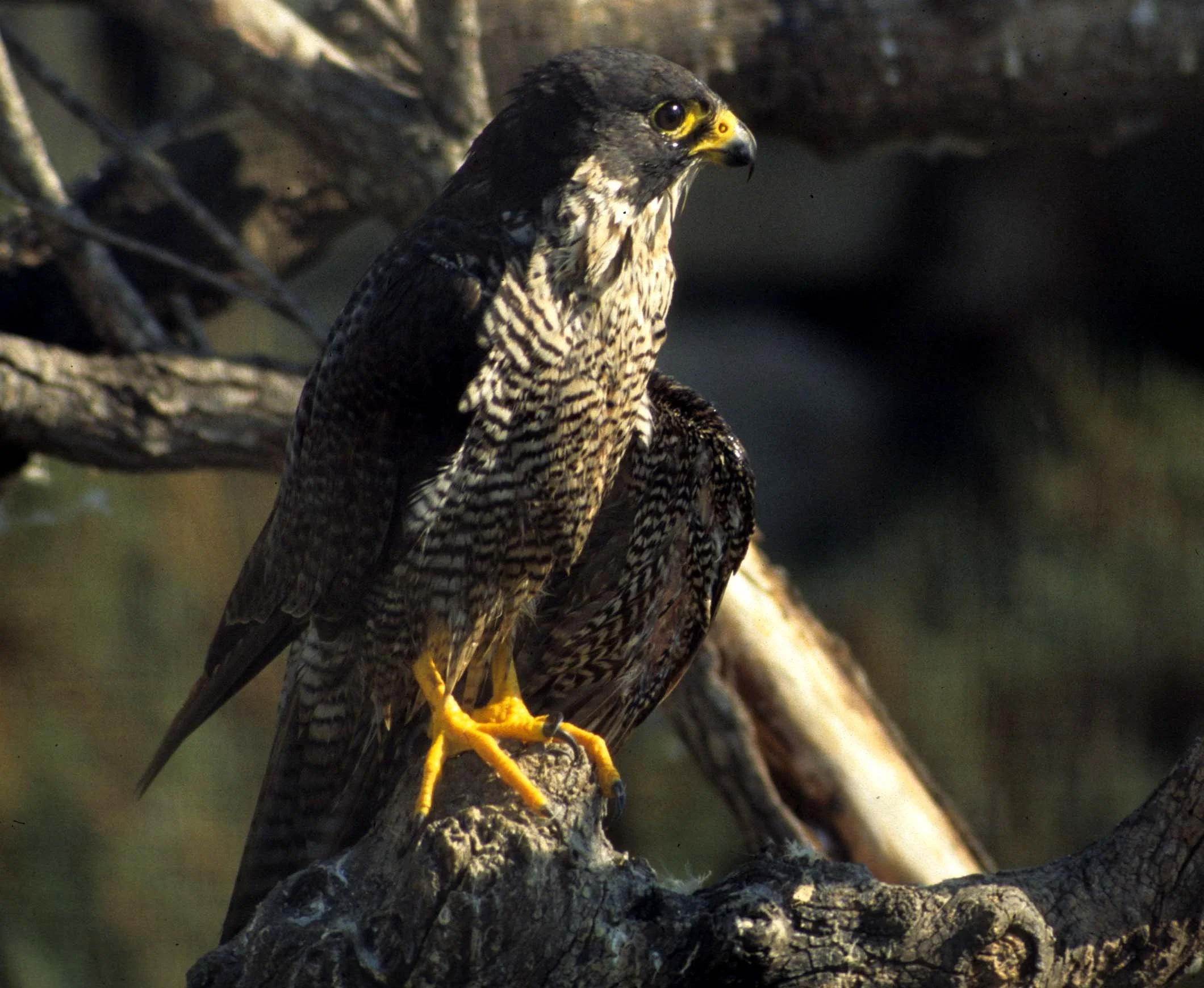 Falco subbuteo - HOBBY HAWK - LA CAMARGUE FRANCE (2).jpg
