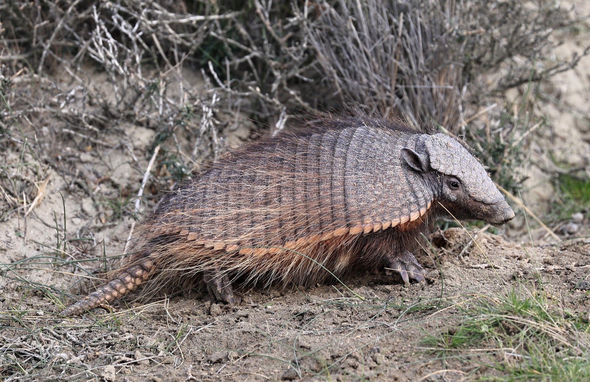 Large Hairy Armadillo Chaetophractus villosus) Valdes Peninsula, Chubut Province, Argentina Day 2 ( (43).jpg