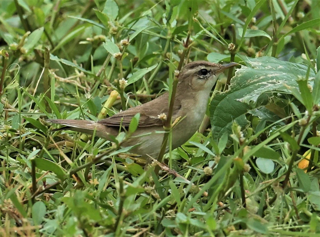 WARBLER - BLACK-BROWED REED WARBLER - Acrocephalus histrigiceps - PAK PHAYUN DISTRICT, PATTHALUNG APRIL 2022 (13).jpg