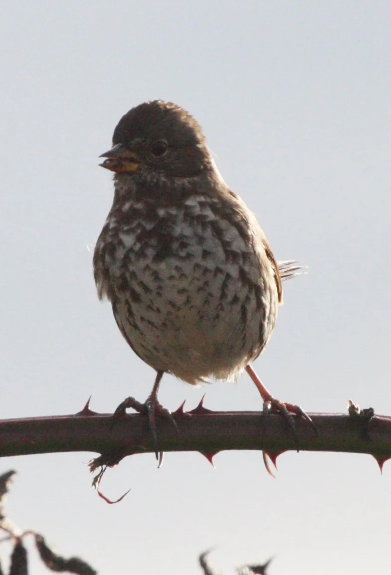 Fox Sparrow (Passerella iliaca) Jamestown Washington Olympic Peninsula (27).JPG
