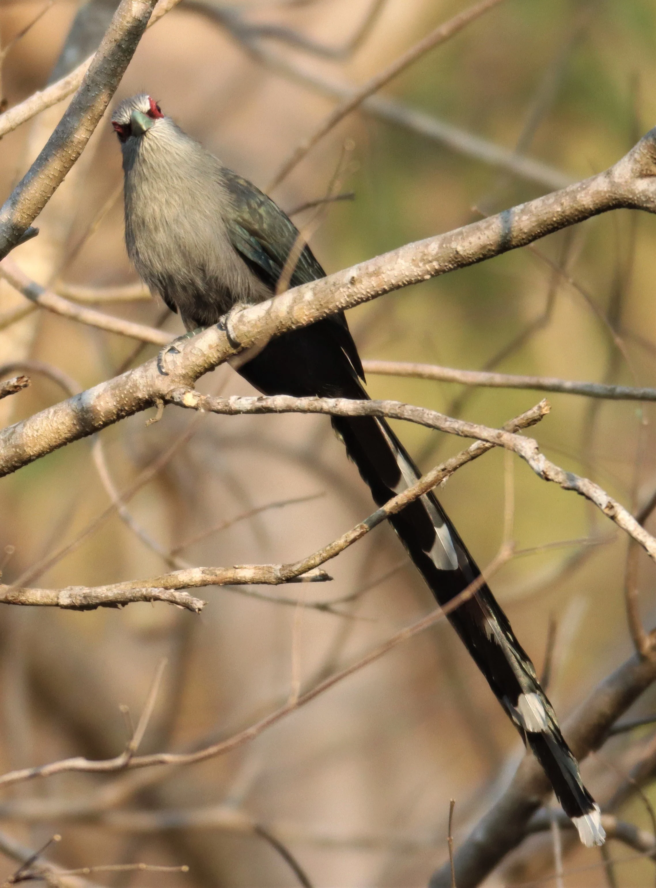 Green-billed Malkoha (Phaenicophaeus tristis) Pak Chong Hot Springs Thailand (11).jpg