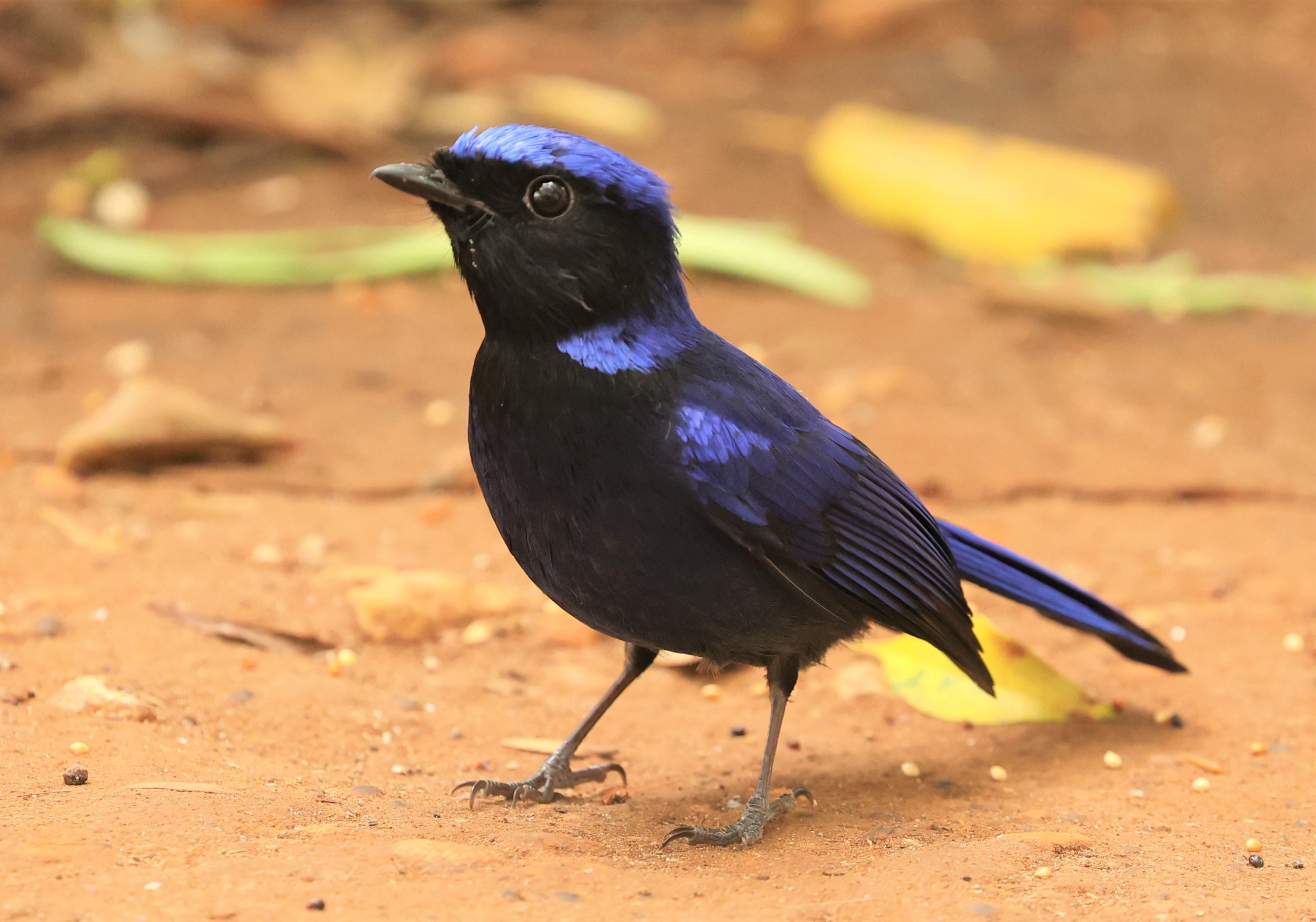 NILTAVA - SMALL NILTAVA - Niltava macgrigoriae - DOI ANG KHANG CHIANG MAI (30).jpg