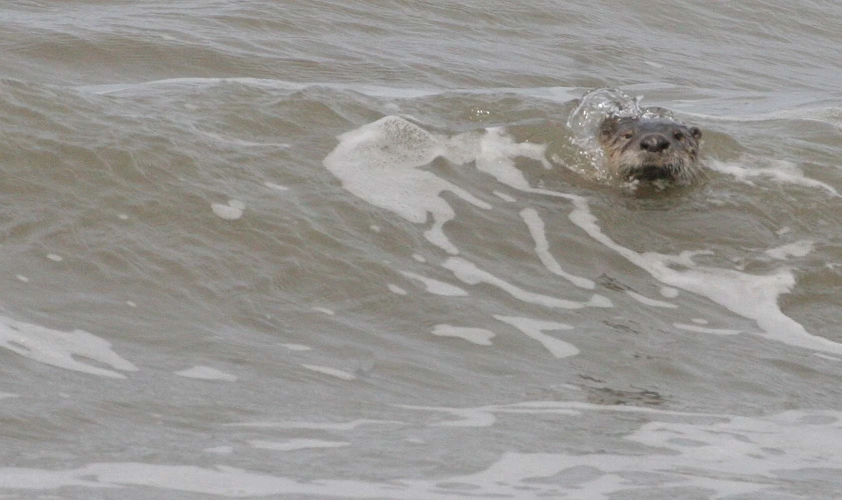 MUSTELLID - OTTER - RIVER OTTER - LAKE FARM BEACH WA  (28).jpg