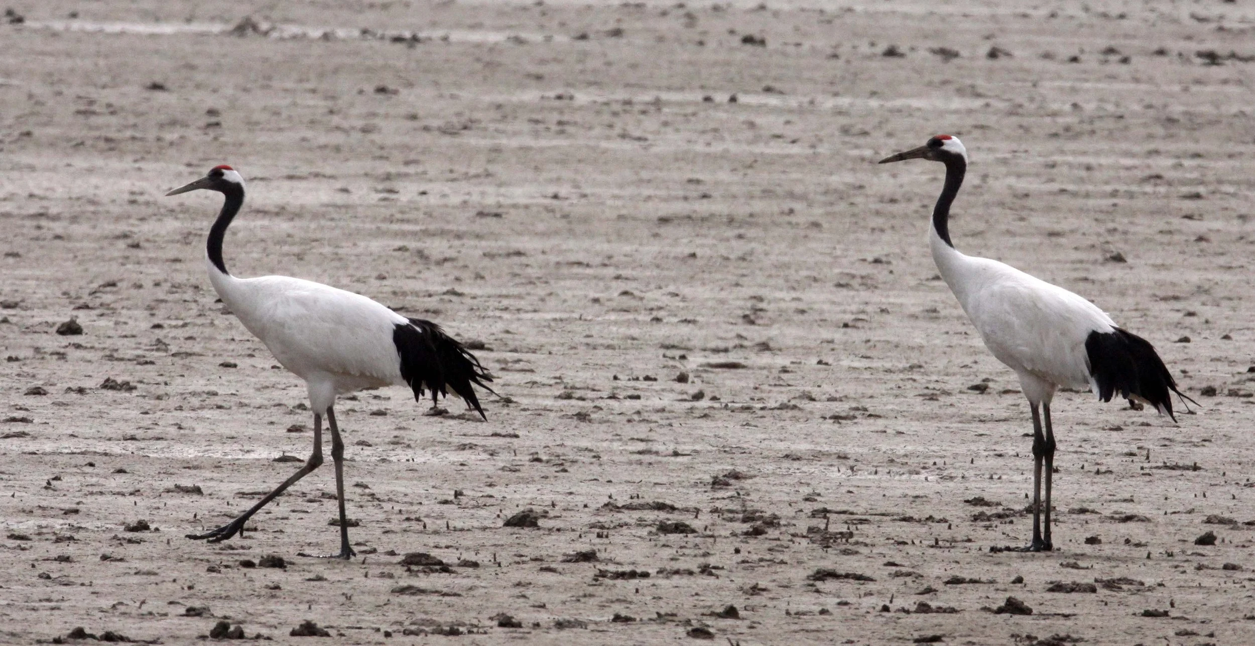 BIRD - CRANE - RED-CROWNED JAPANESE CRANE  - YANCHENG CHINA (152).JPG