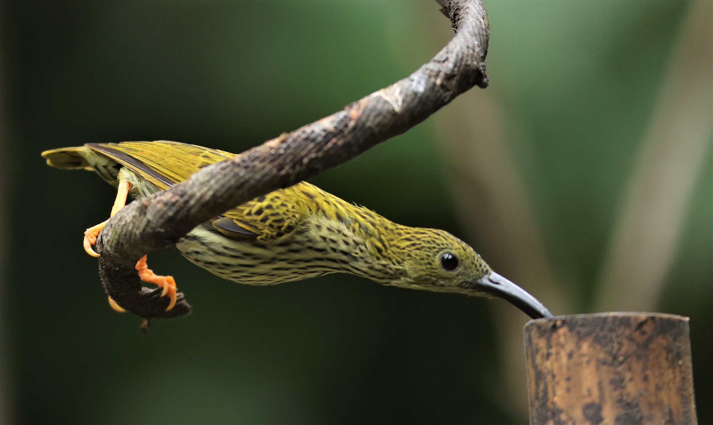 SPIDERHUNTER - STREAKED SPIDERHUNTER - Arachnothera magma - DOI INTHANON NP CHIANG MAI, DEC 2021 (16).JPG