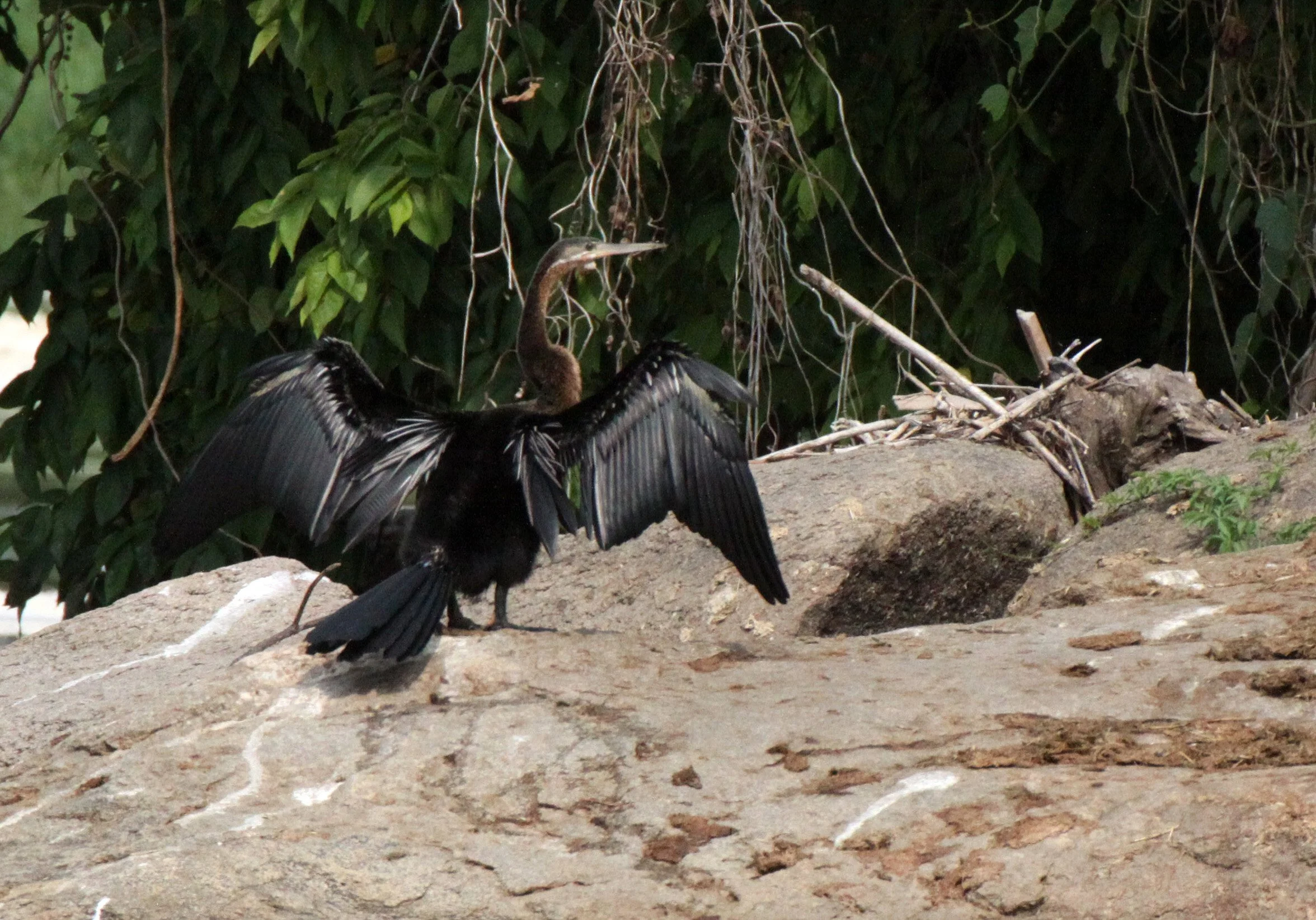 Family Anhingidae - Darters — Coke Smith Wildlife