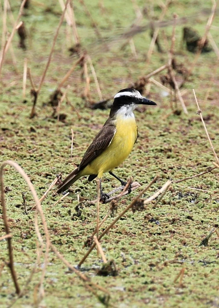 Great Kiskadee (Pitangus sulphuratus) Agua Dulce Paraguay (2).jpg