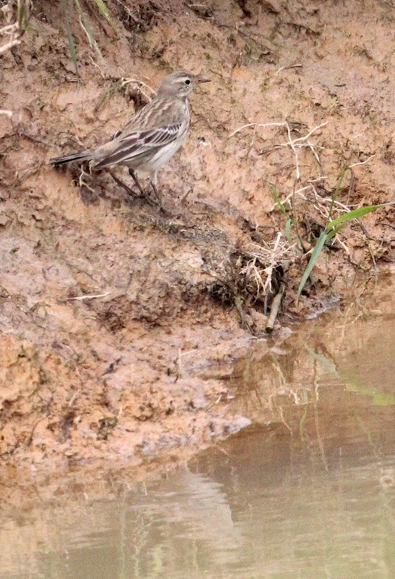 Buff-bellied Pipit (Anthus rubescens) POYANG LAKE JIANGXI PROVINCE CHINA (12).JPG