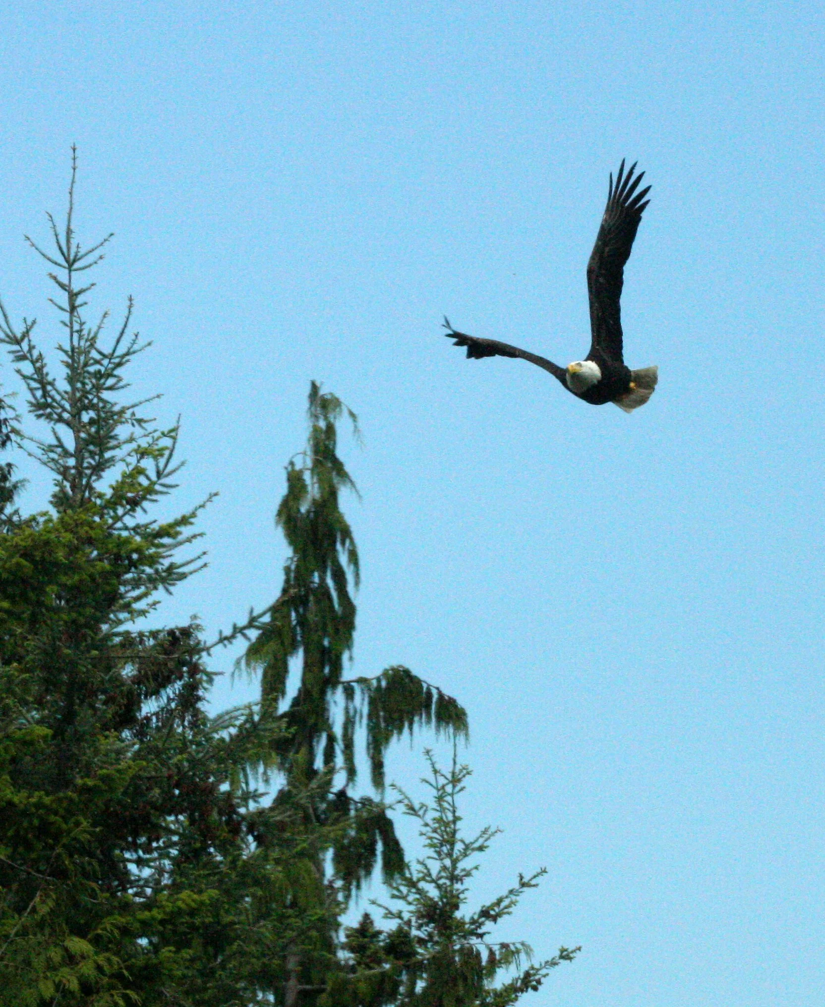 Haliaeetus leucocephalus - AMERICAN BALD EAGLE - BEING CHASED BY RAVEN (2).JPG