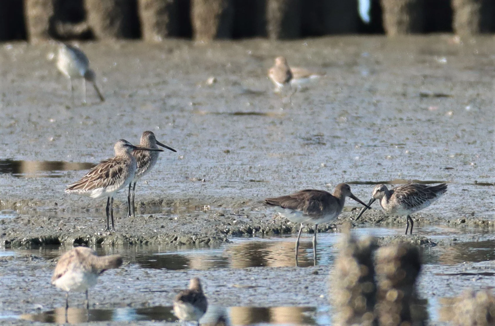 DOWITCHER - ASIAN DOWITCHER - Limnodromus semipalmatus - Mangrove Forest Research Center Samut Sakhon (50).jpg